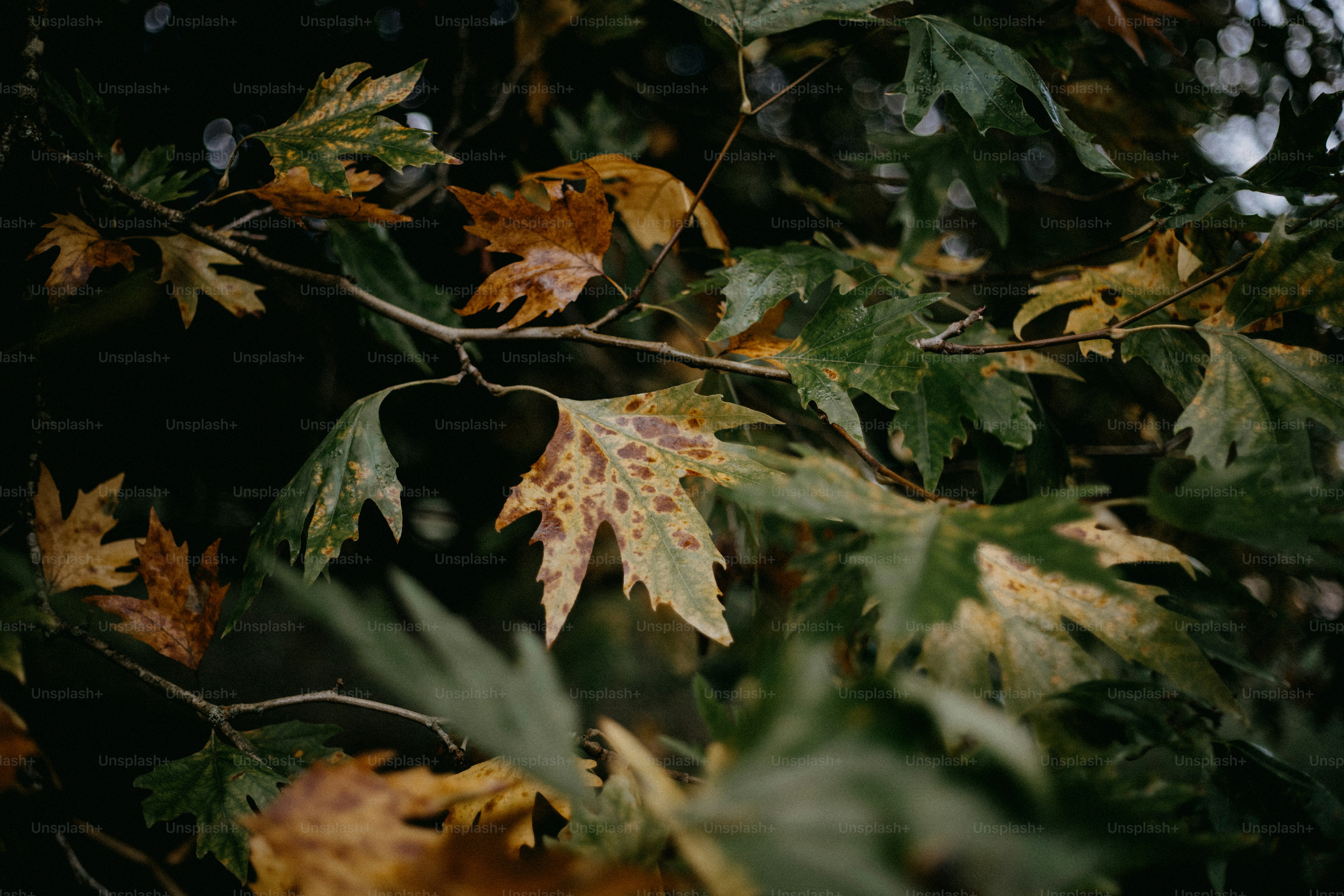 A close up of leaves on a tree