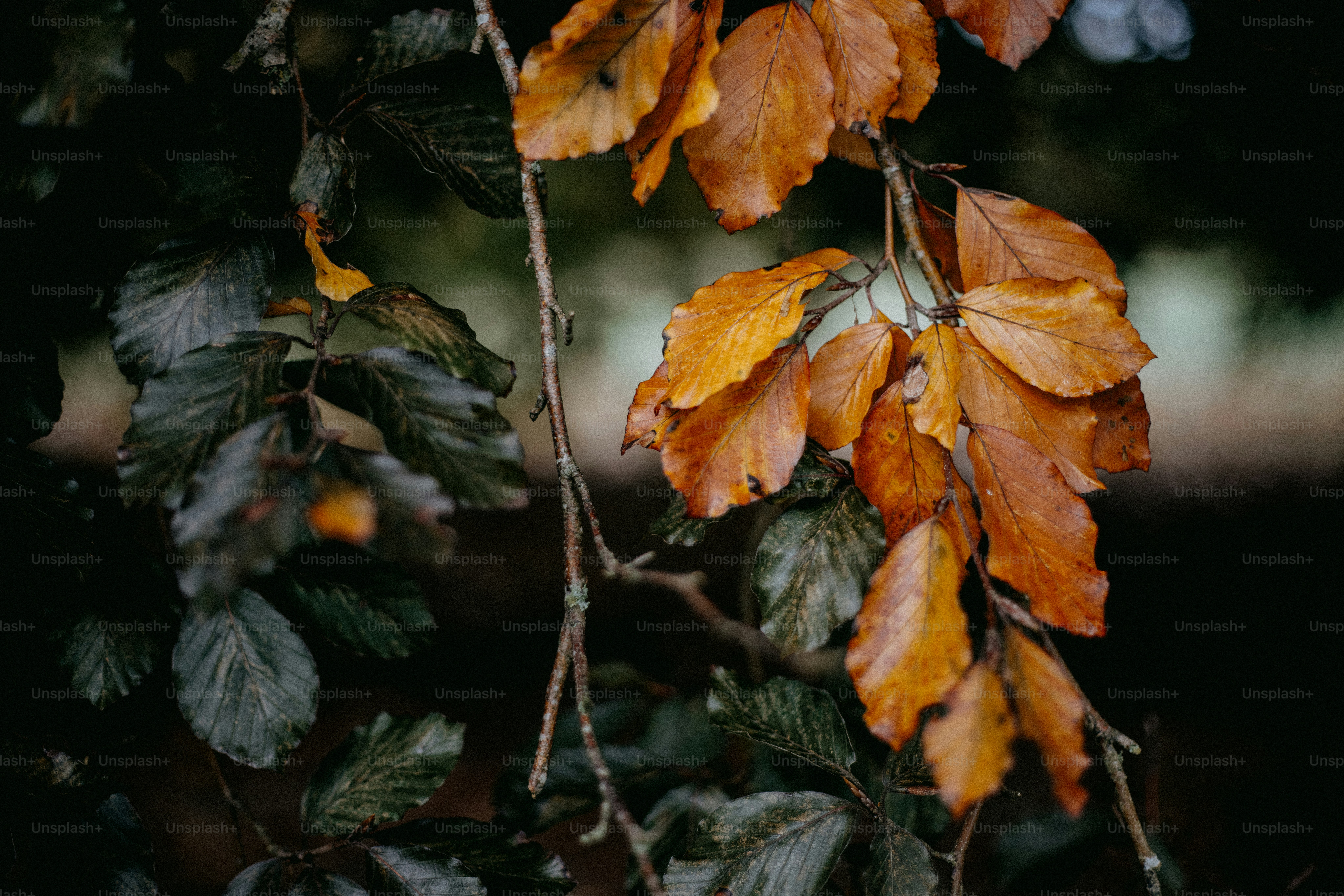 A close up of a tree branch with leaves photo – Nature Image on Unsplash