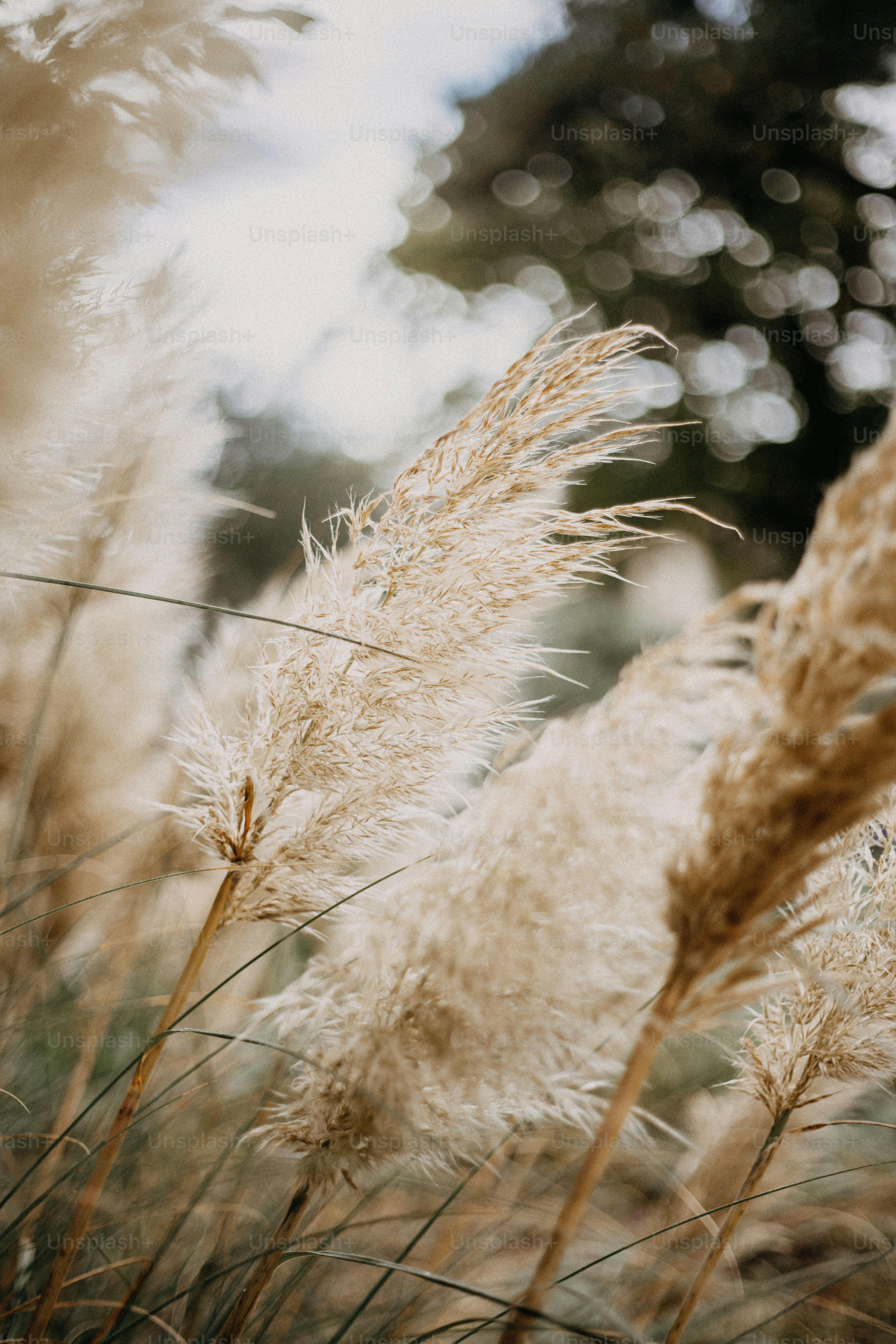 550+ Pampas Grass Pictures | Download Free Images on Unsplash