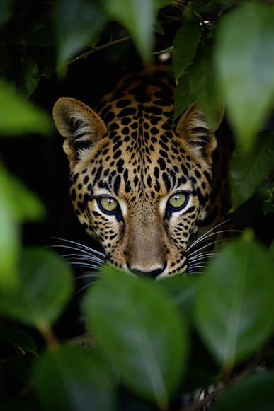 Big Five Wildlife Safari