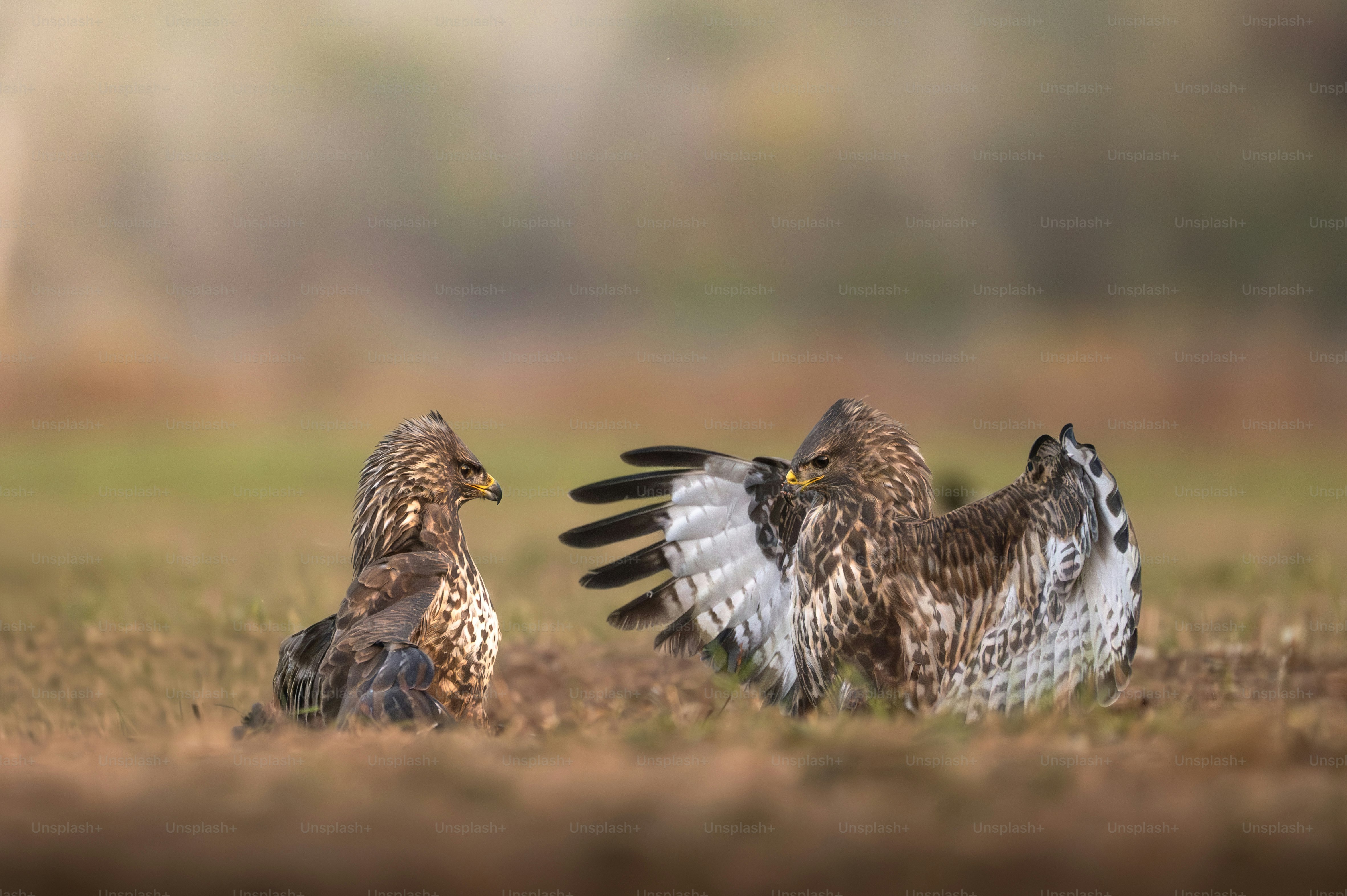 OwlTing Introduces OwlPay® Stablecoin Checkout™ for Global Businesses