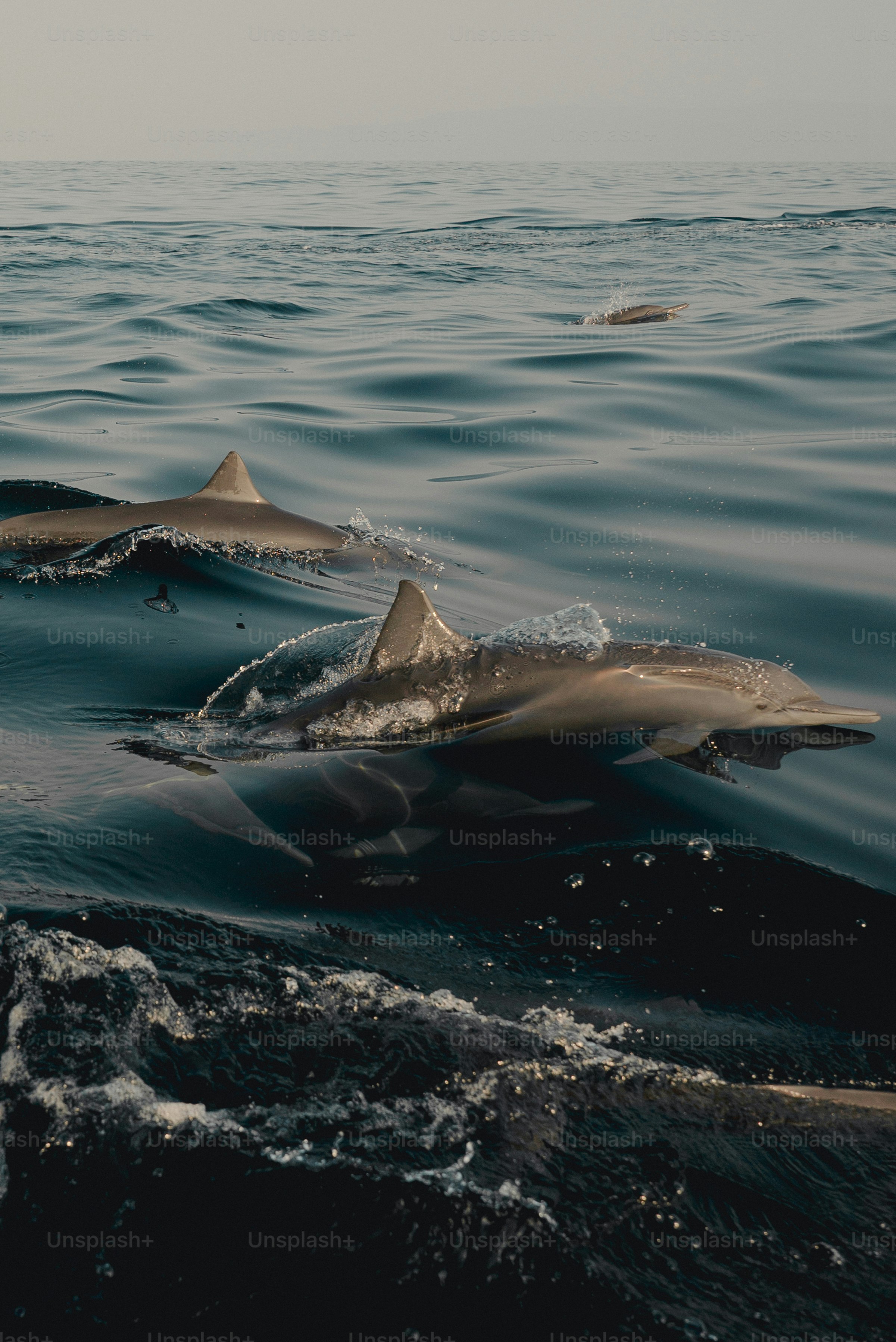 A group of dolphins swimming in the ocean