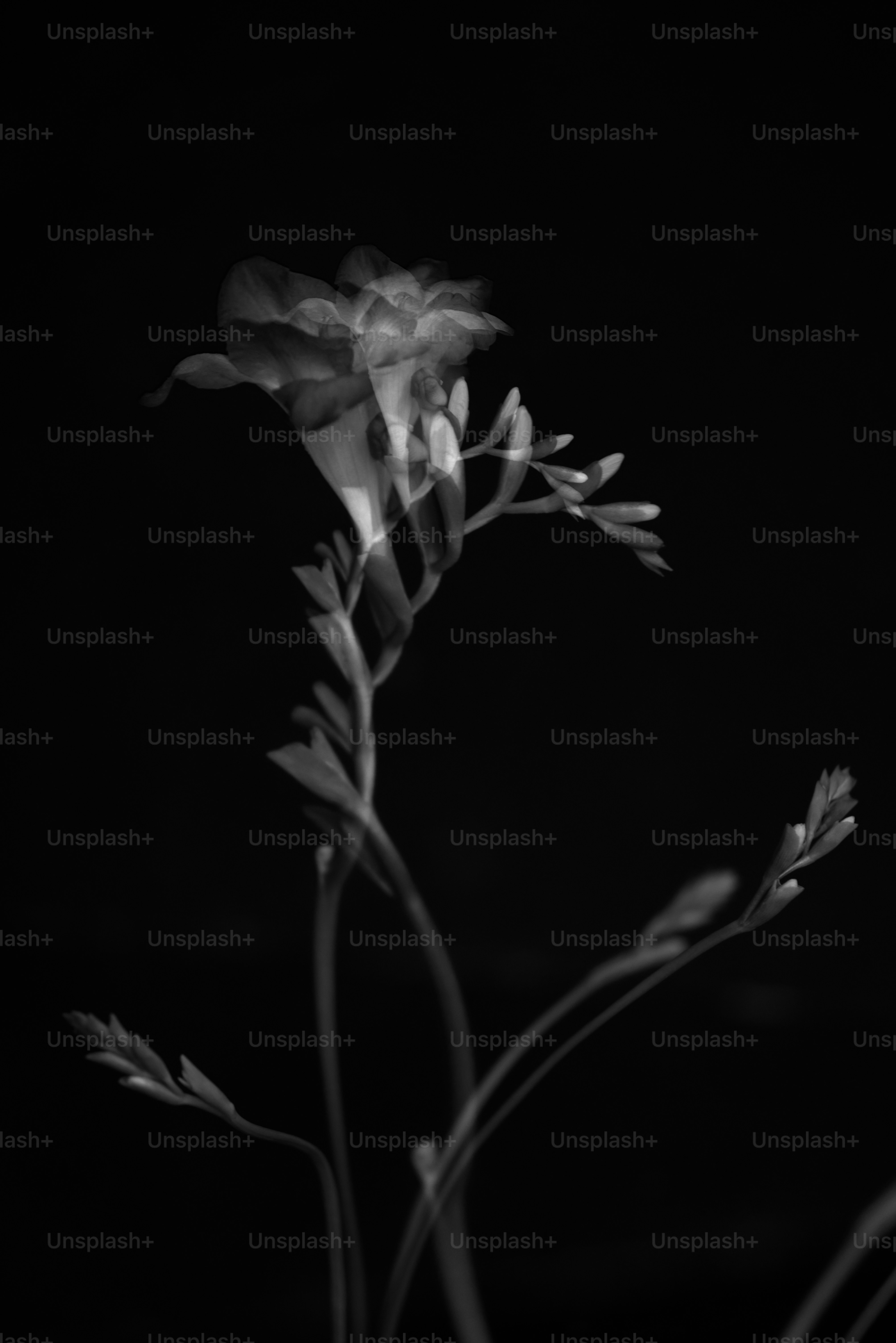 A black and white photo of a flower