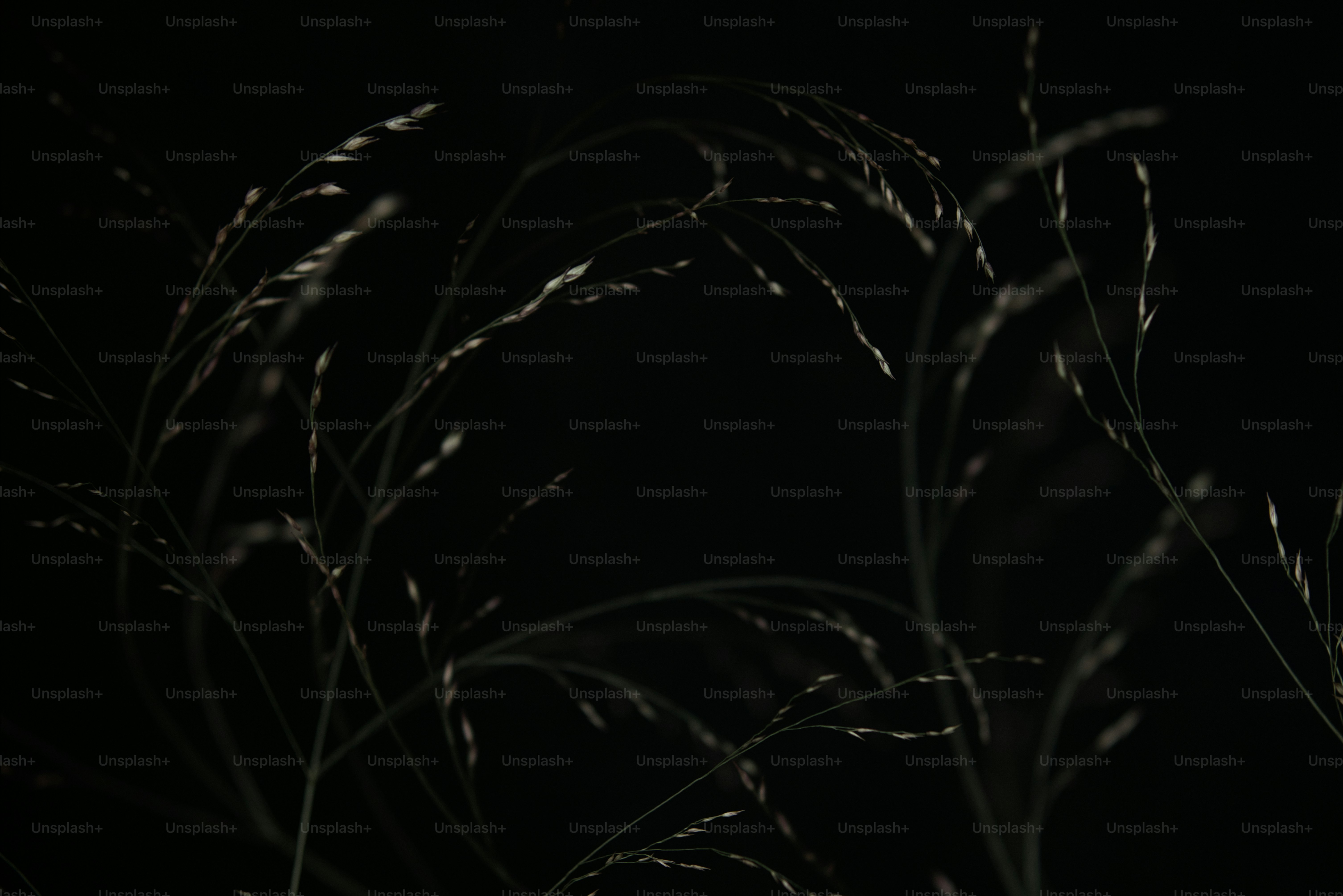 A black and white photo of grass in the dark