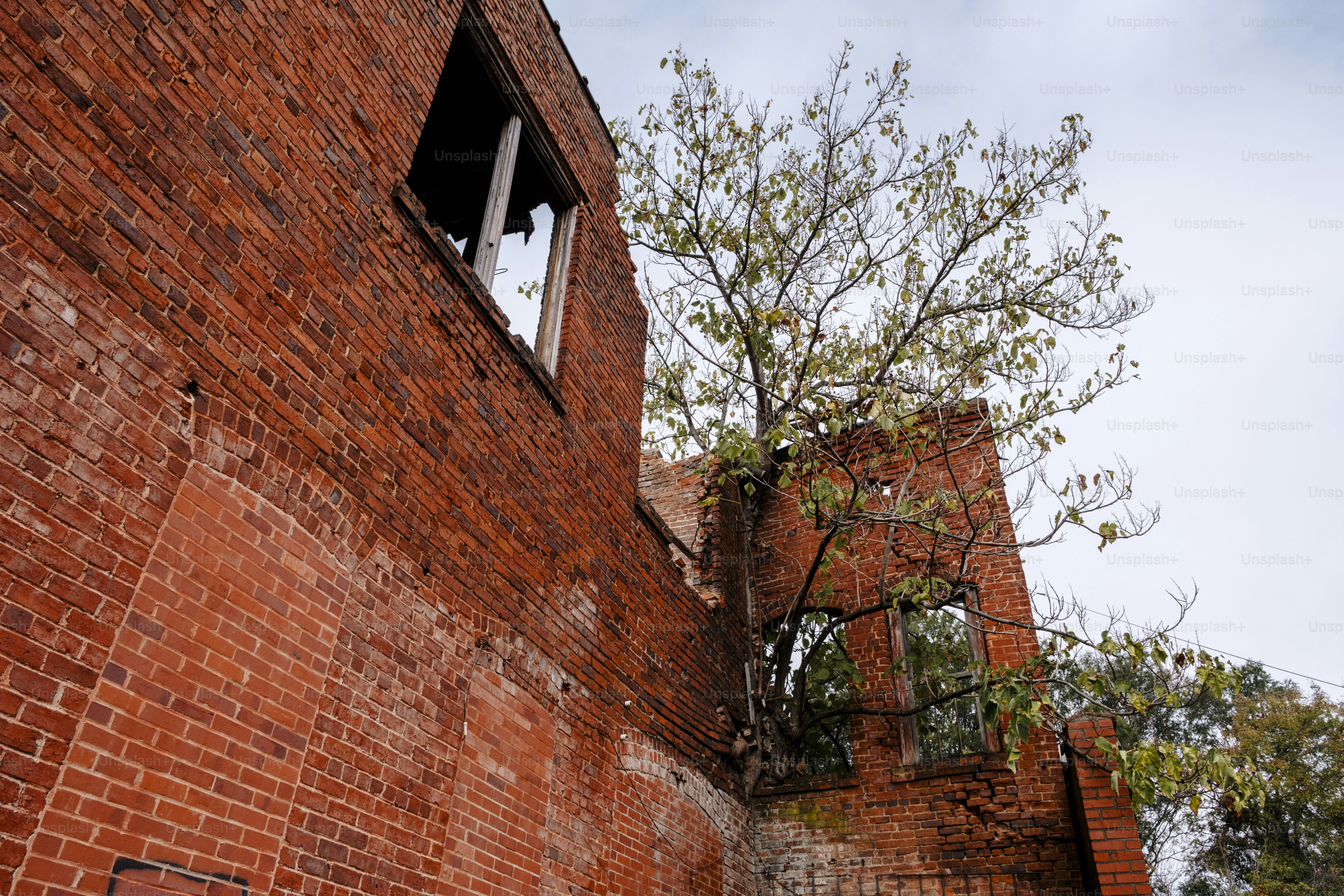 Ein Backsteingebäude, aus dem ein Baum herauswächst