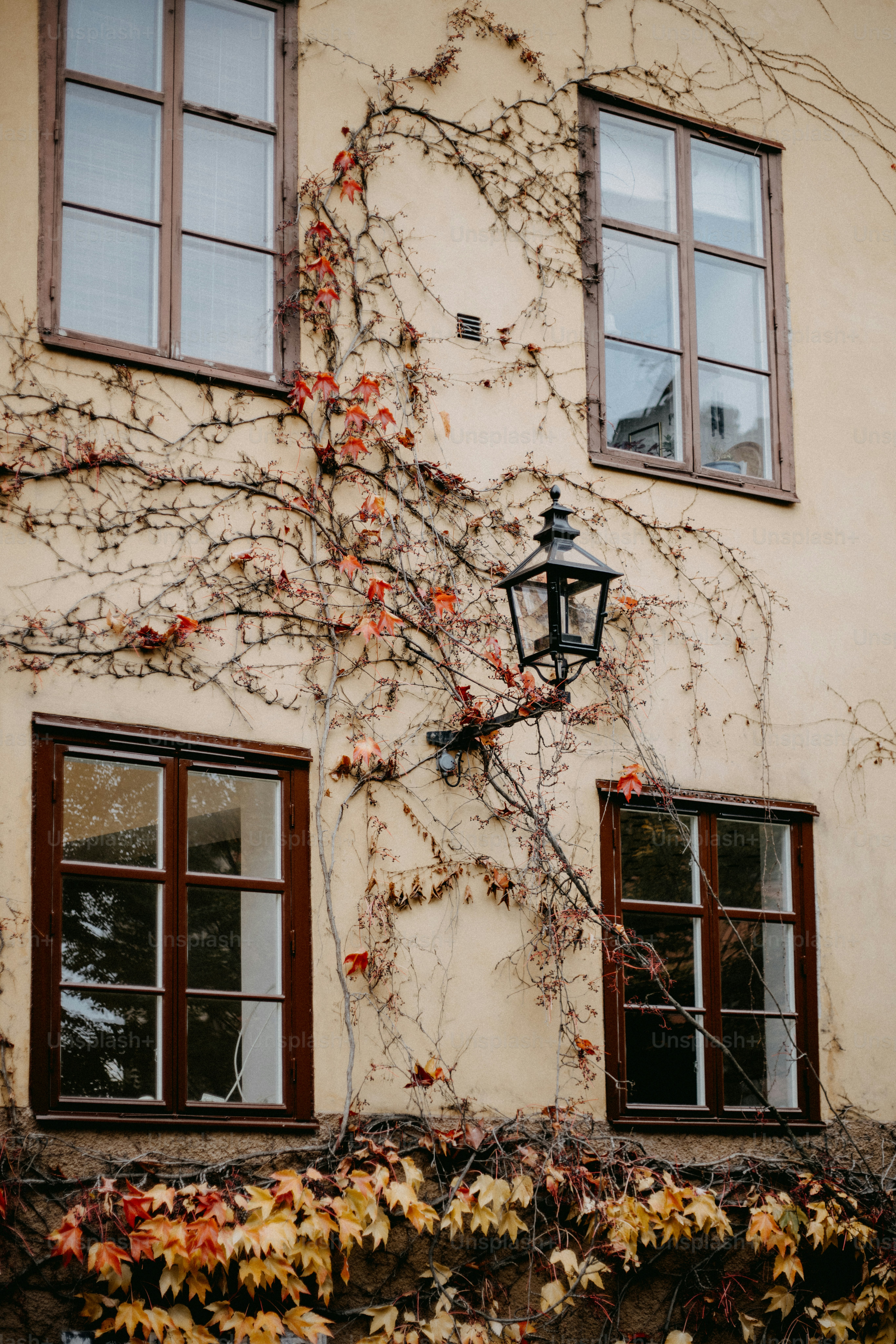A building with ivy growing up the side of it