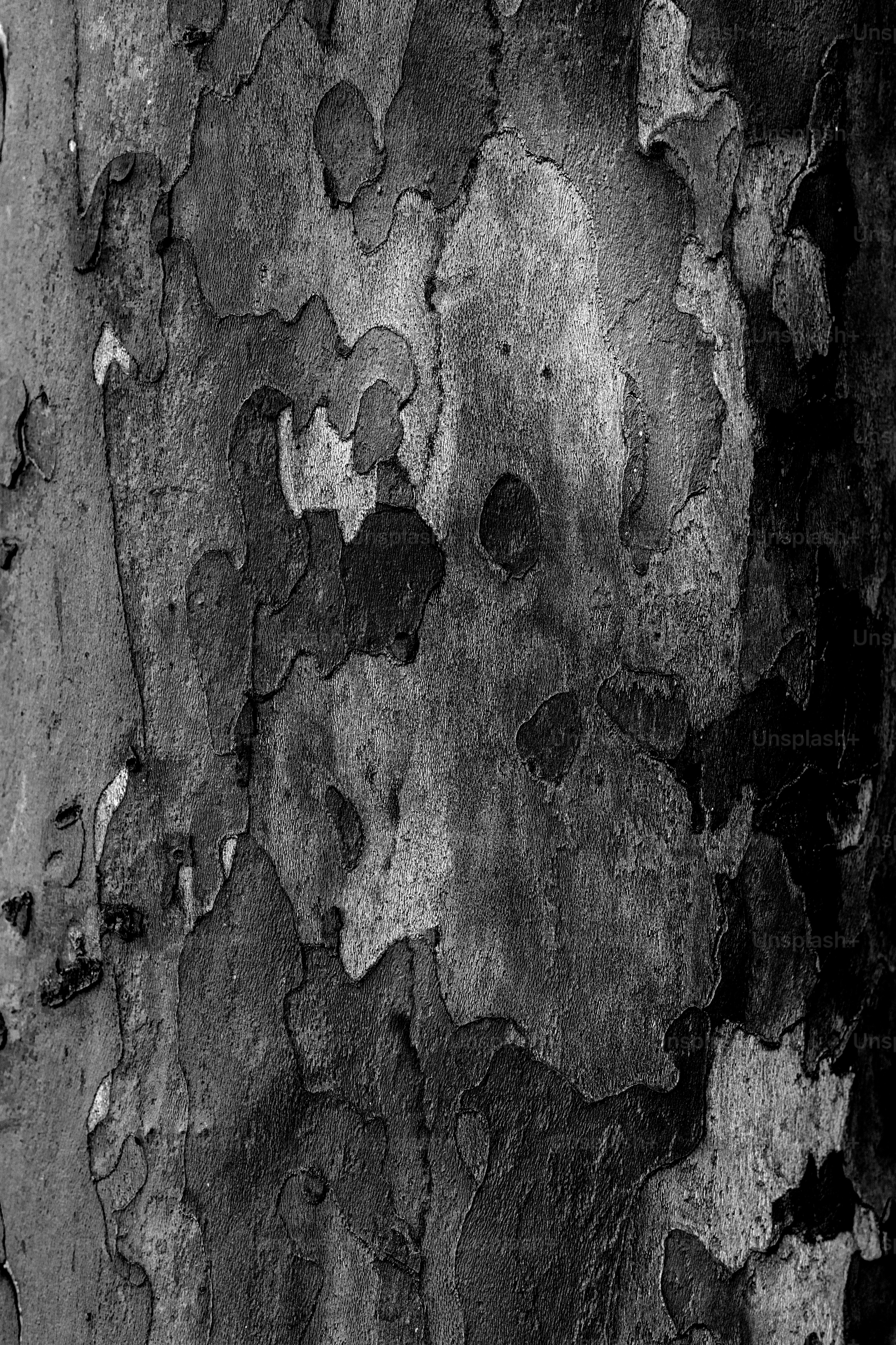 Ein Schwarz-Weiß-Foto der Rinde eines Baumes