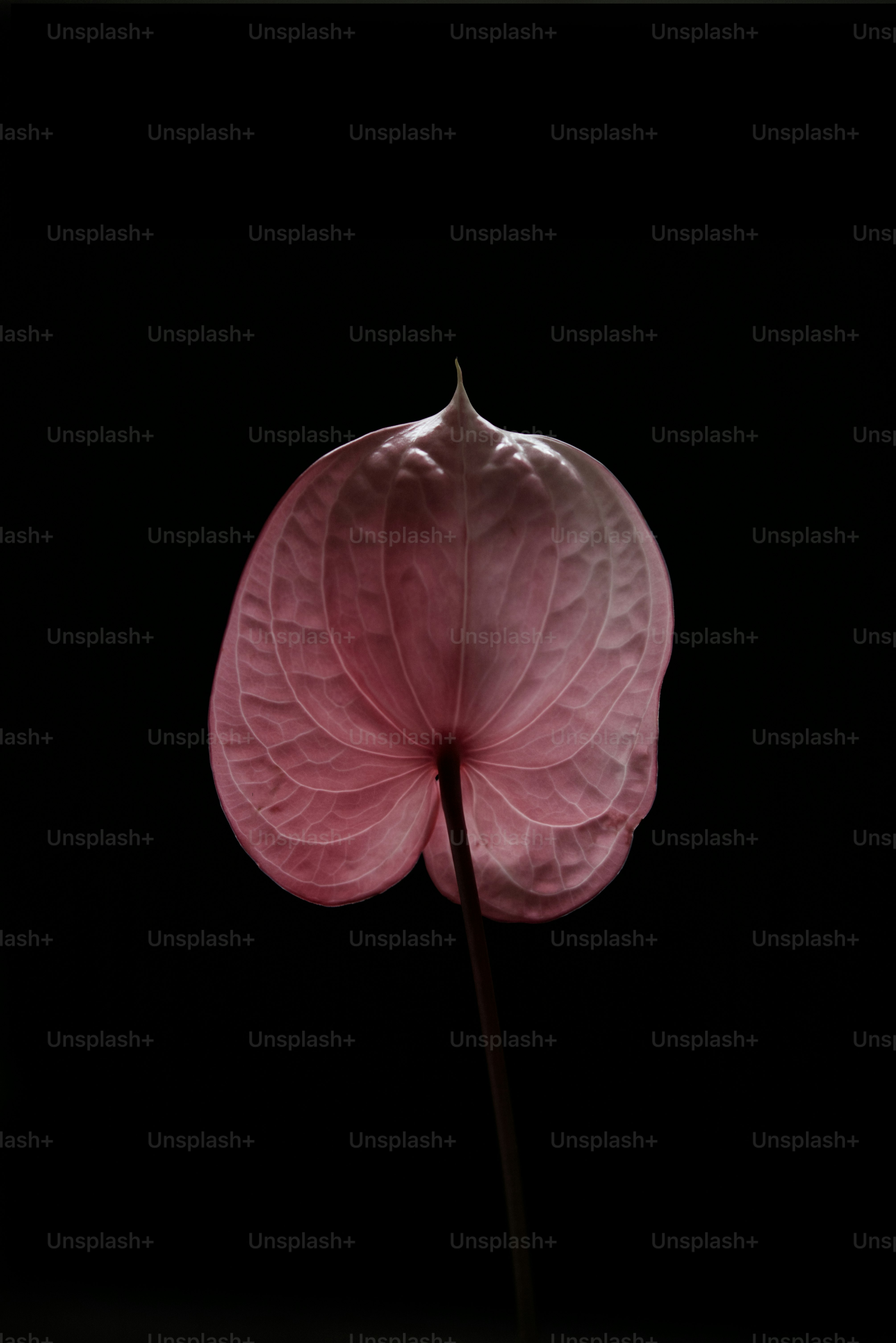 A pink flower with a black background