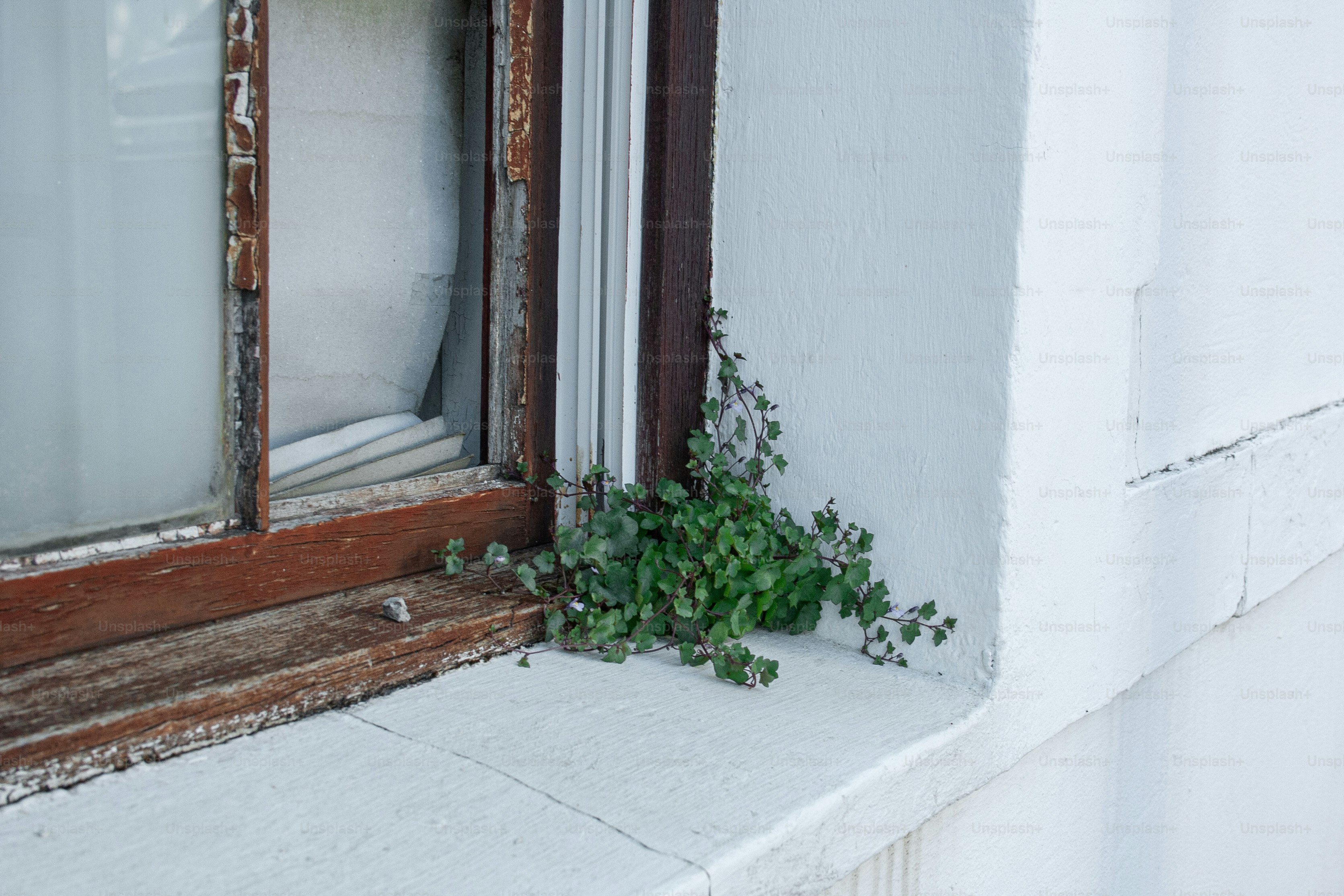 A window with a plant growing out of it