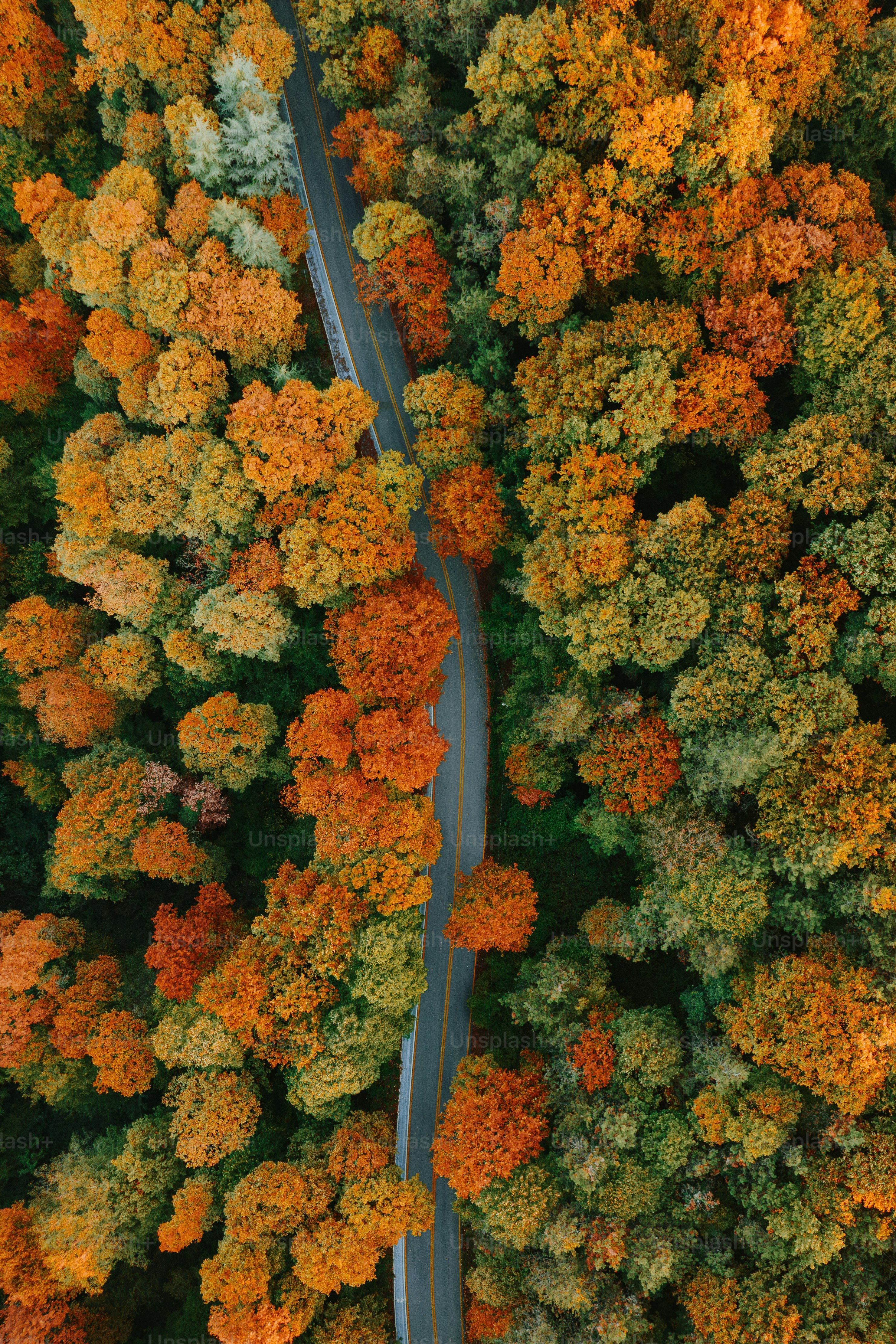 An aerial view of a road surrounded by trees