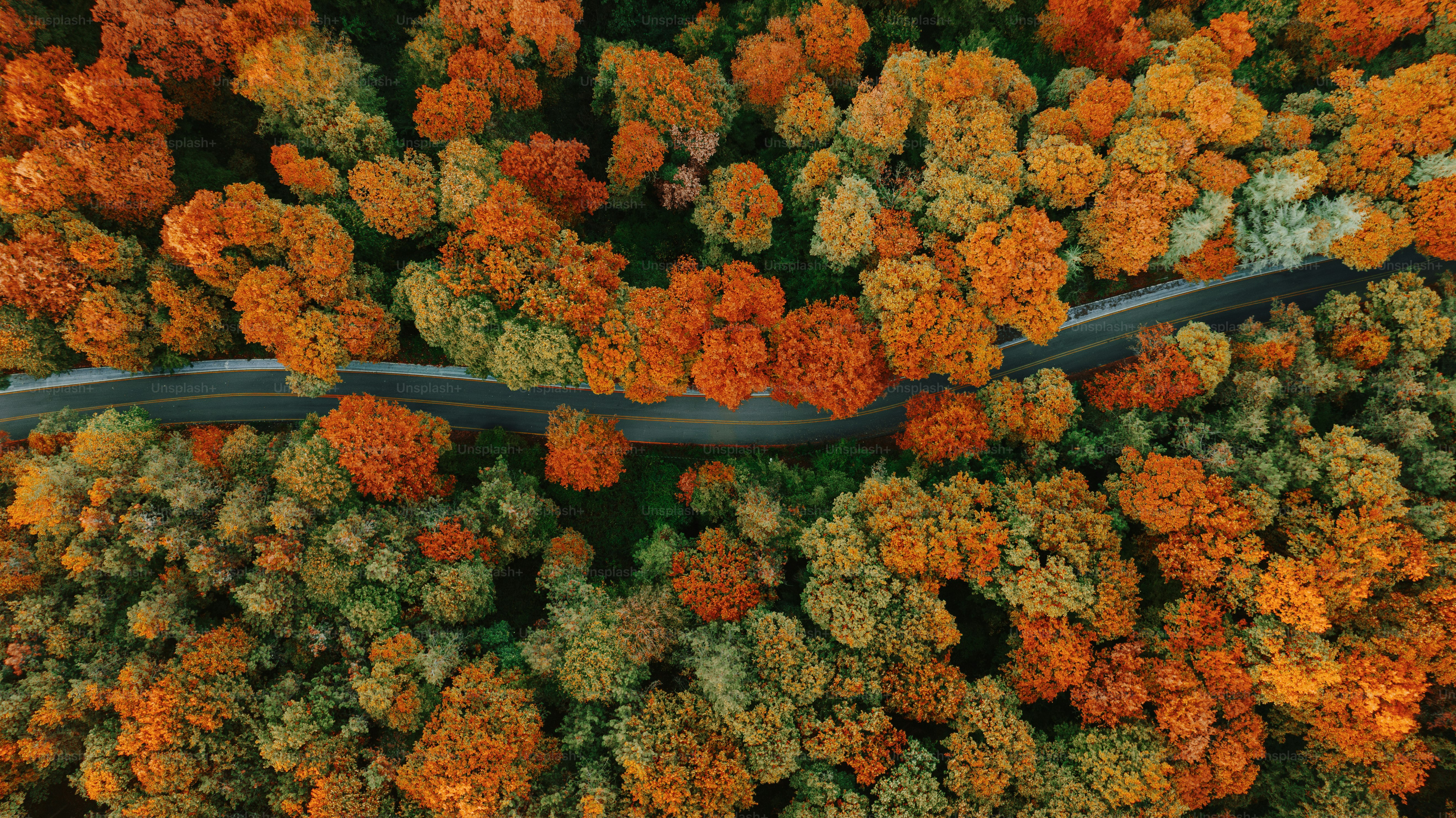 Una veduta aerea di una strada circondata da alberi