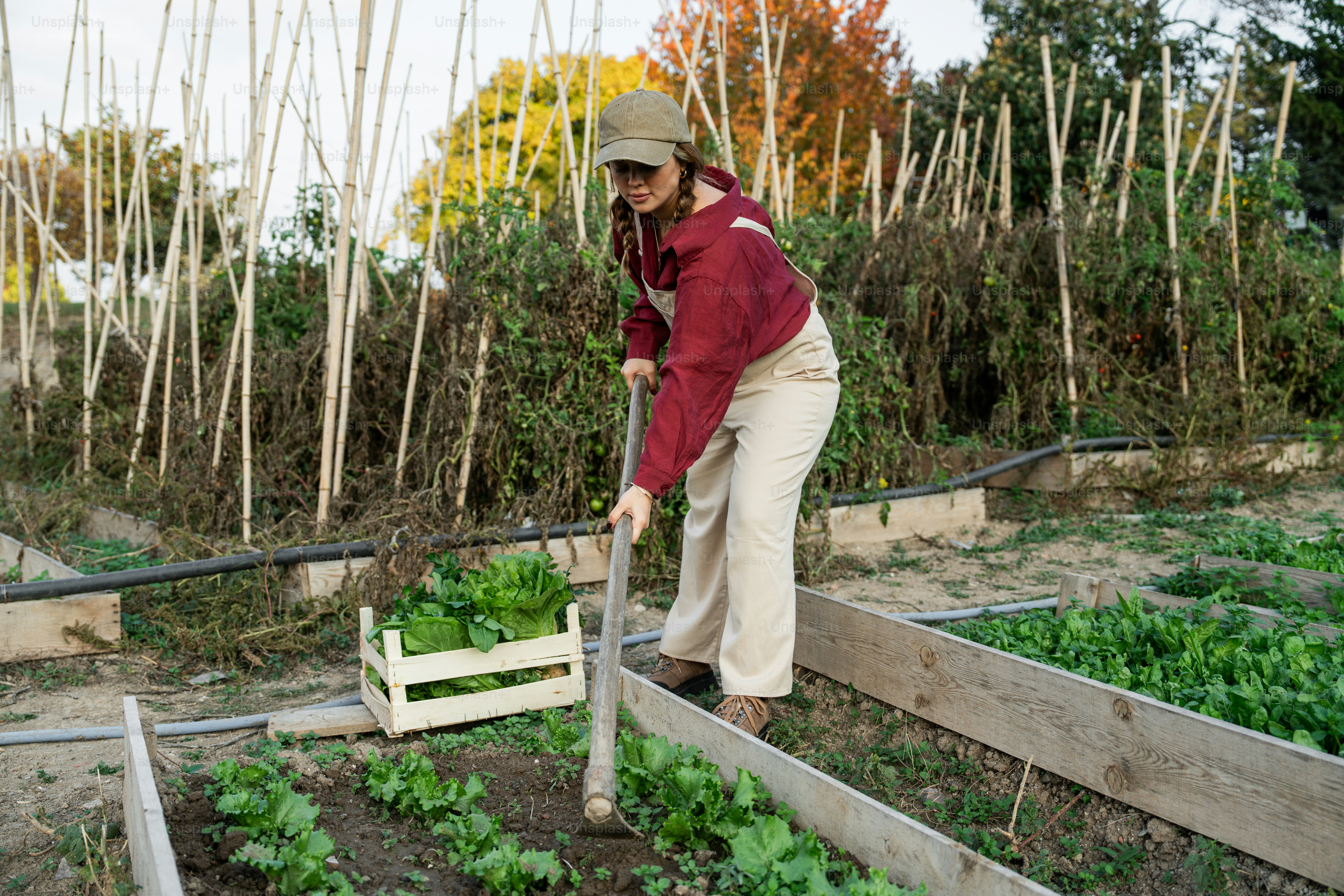 A woman working in a garden with a wheelbarrow
