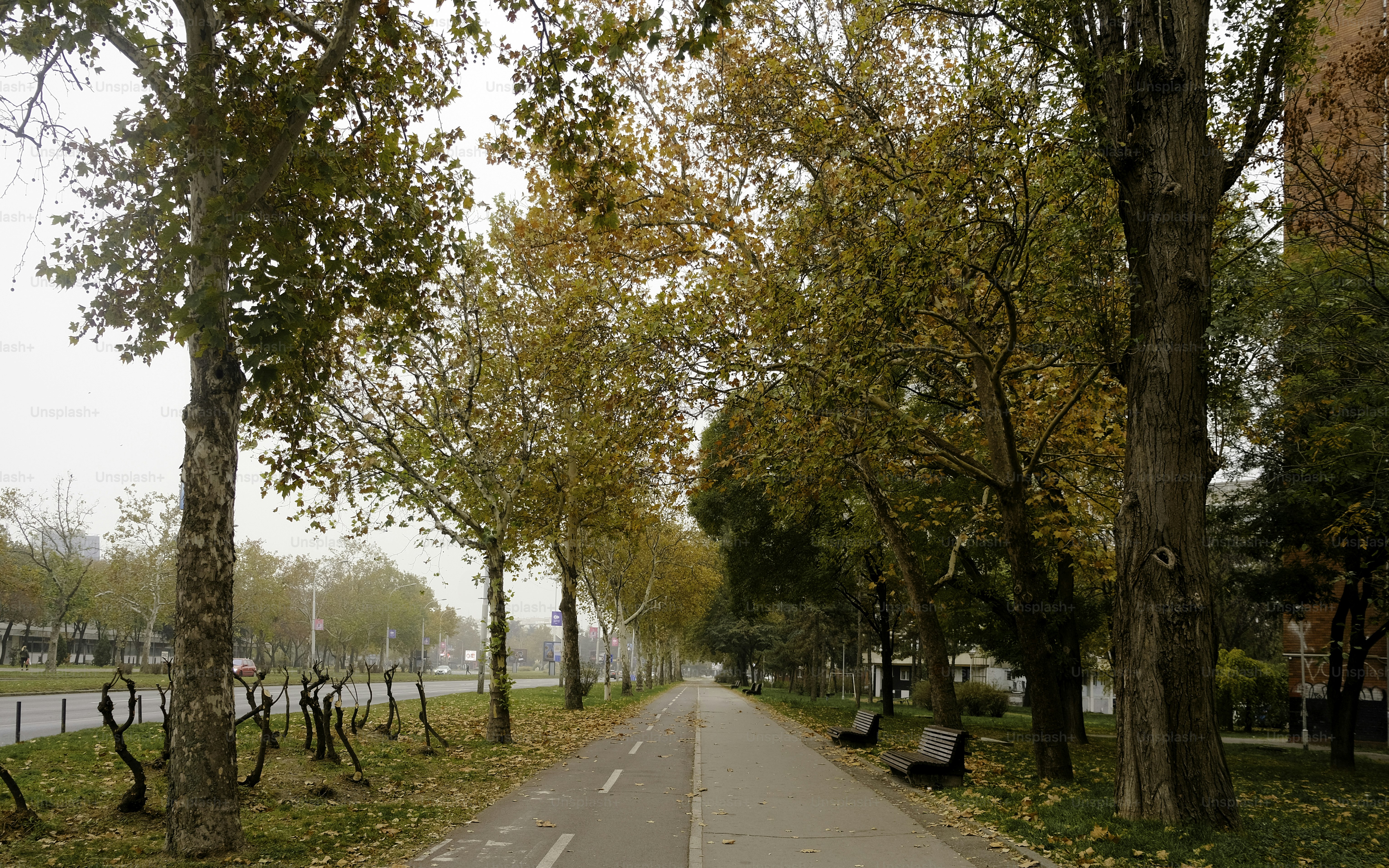 A street lined with trees and benches next to a river