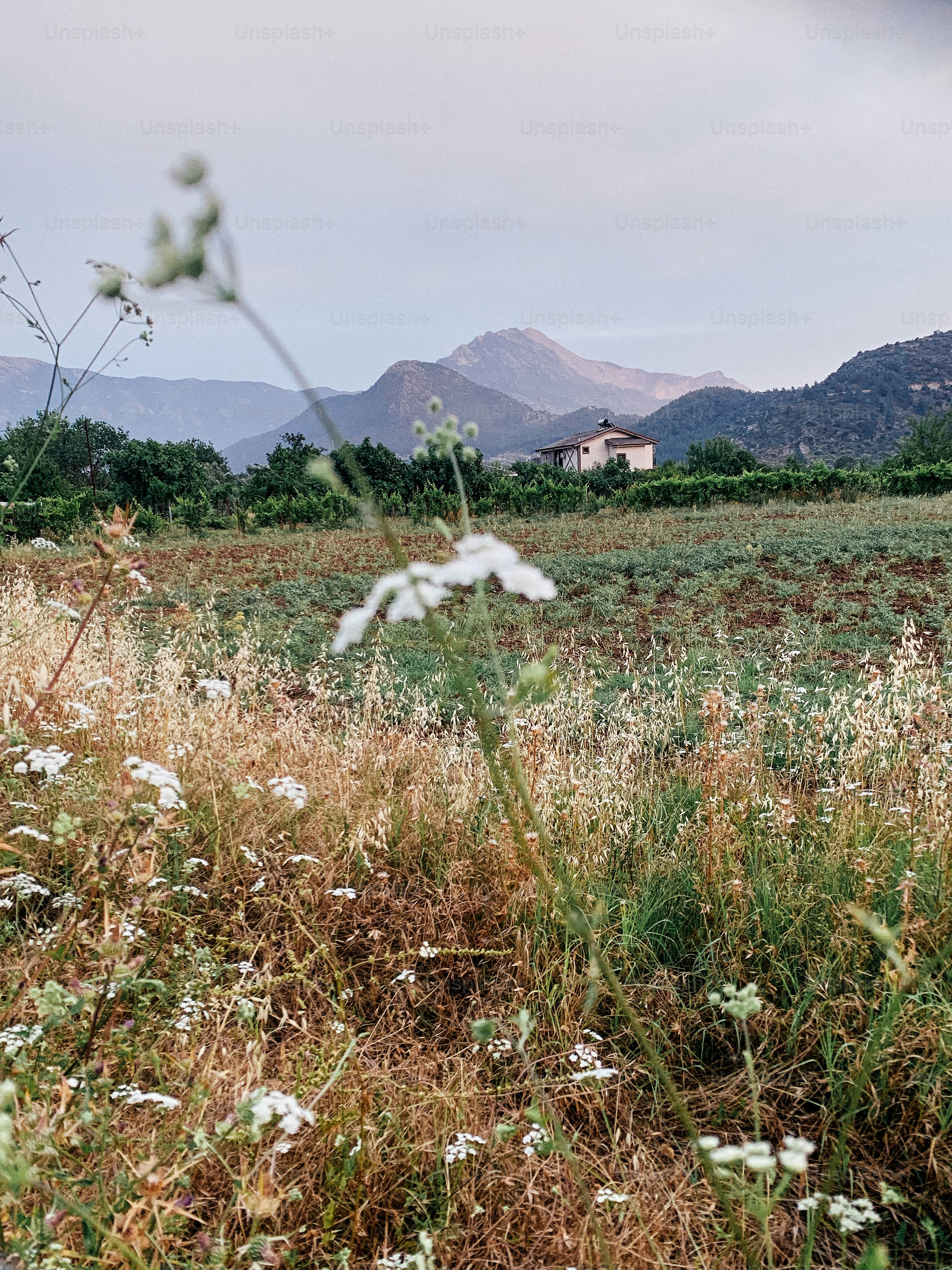 Ein Feld mit einem Blumenstrauß darin