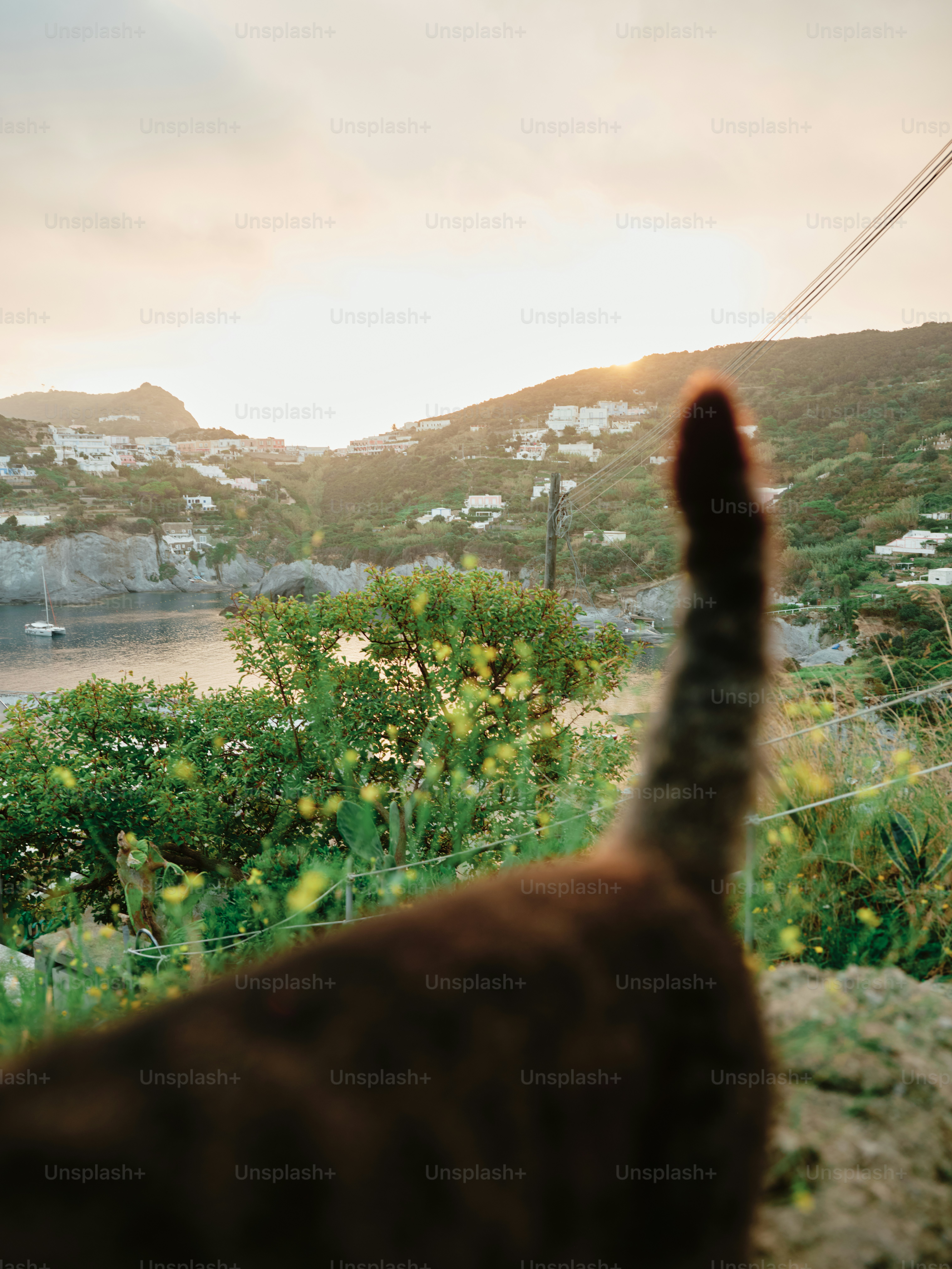 A cat standing on top of a lush green hillside