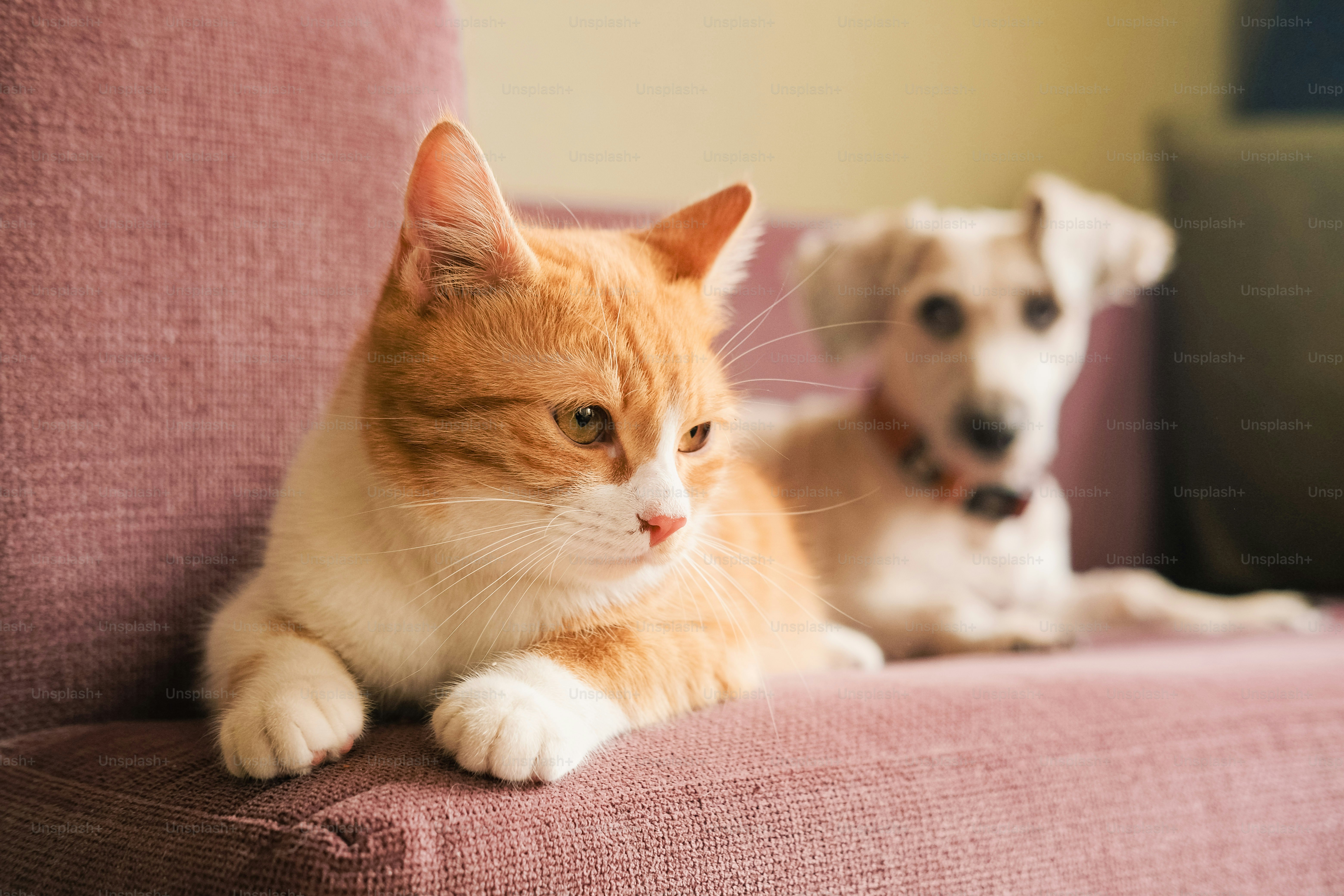 A dog and a cat sitting on a couch
