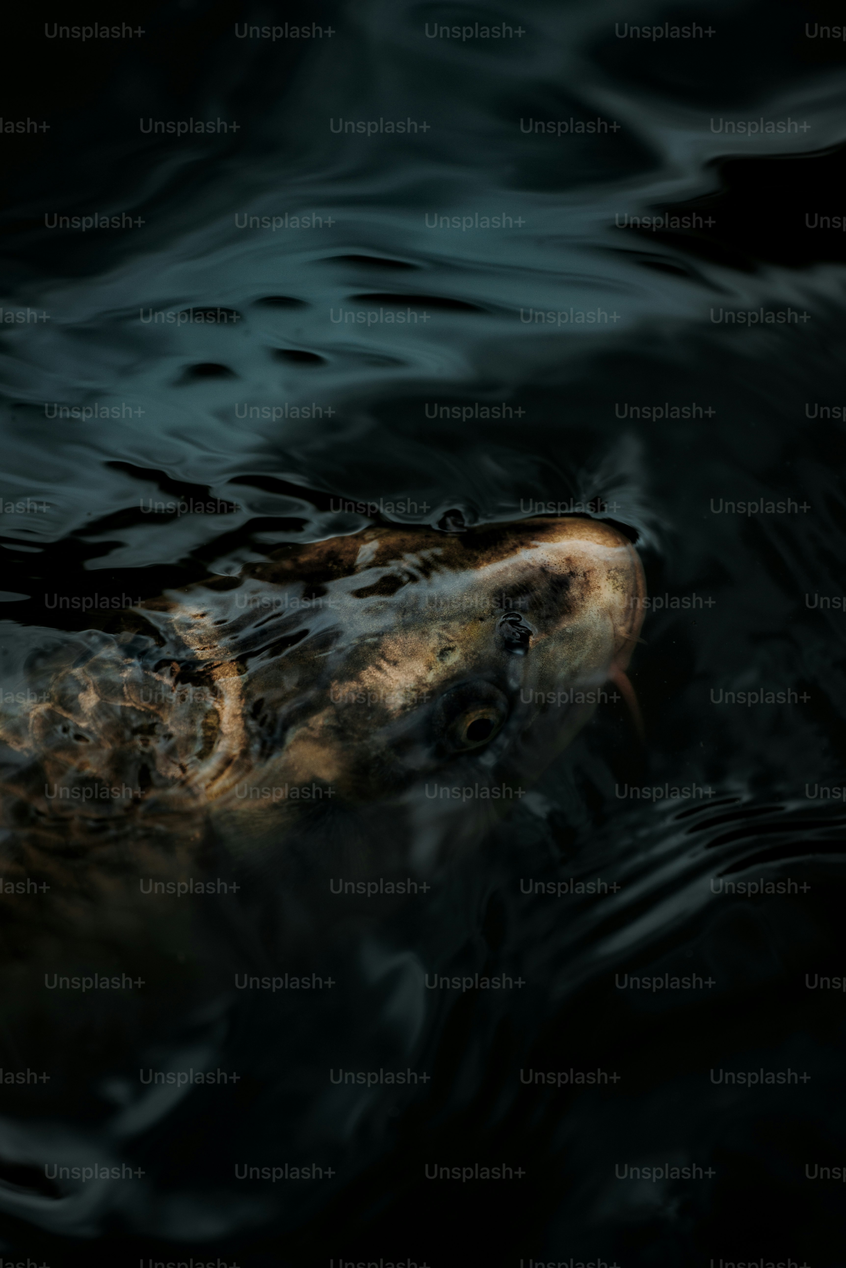 A close up of a fish in a body of water