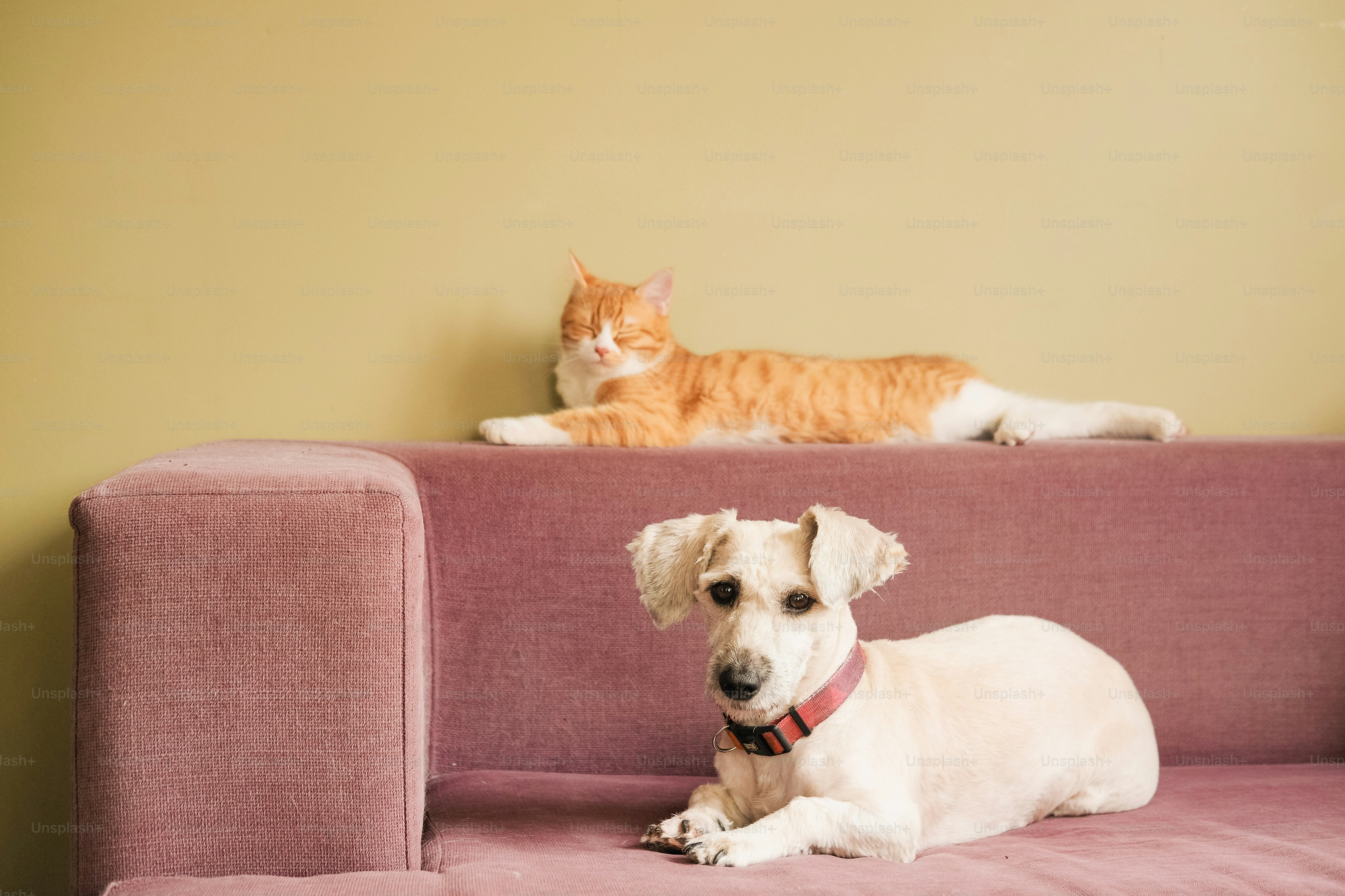 A dog sitting on a pink couch next to a cat