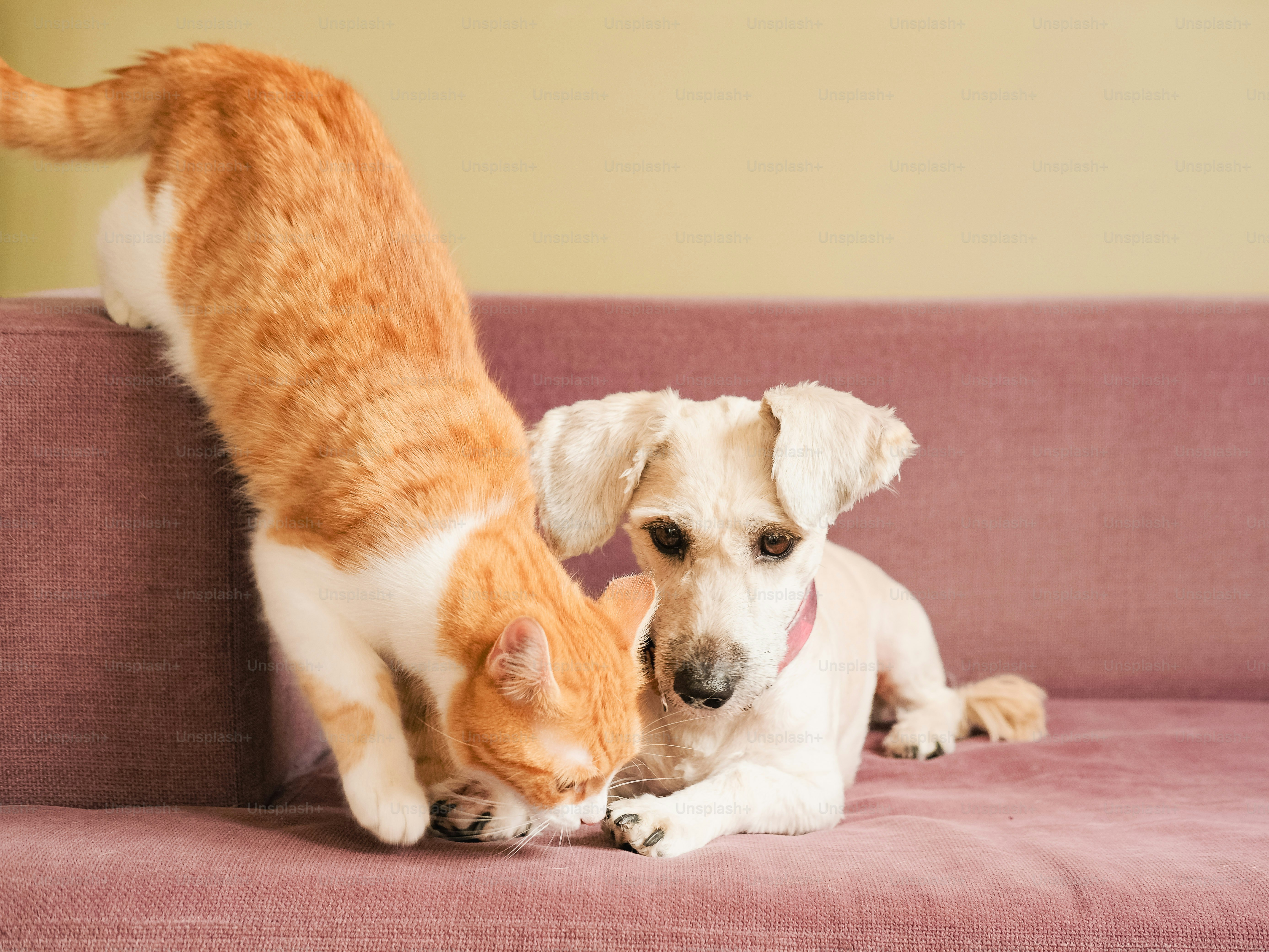 A cat and a dog playing on a couch