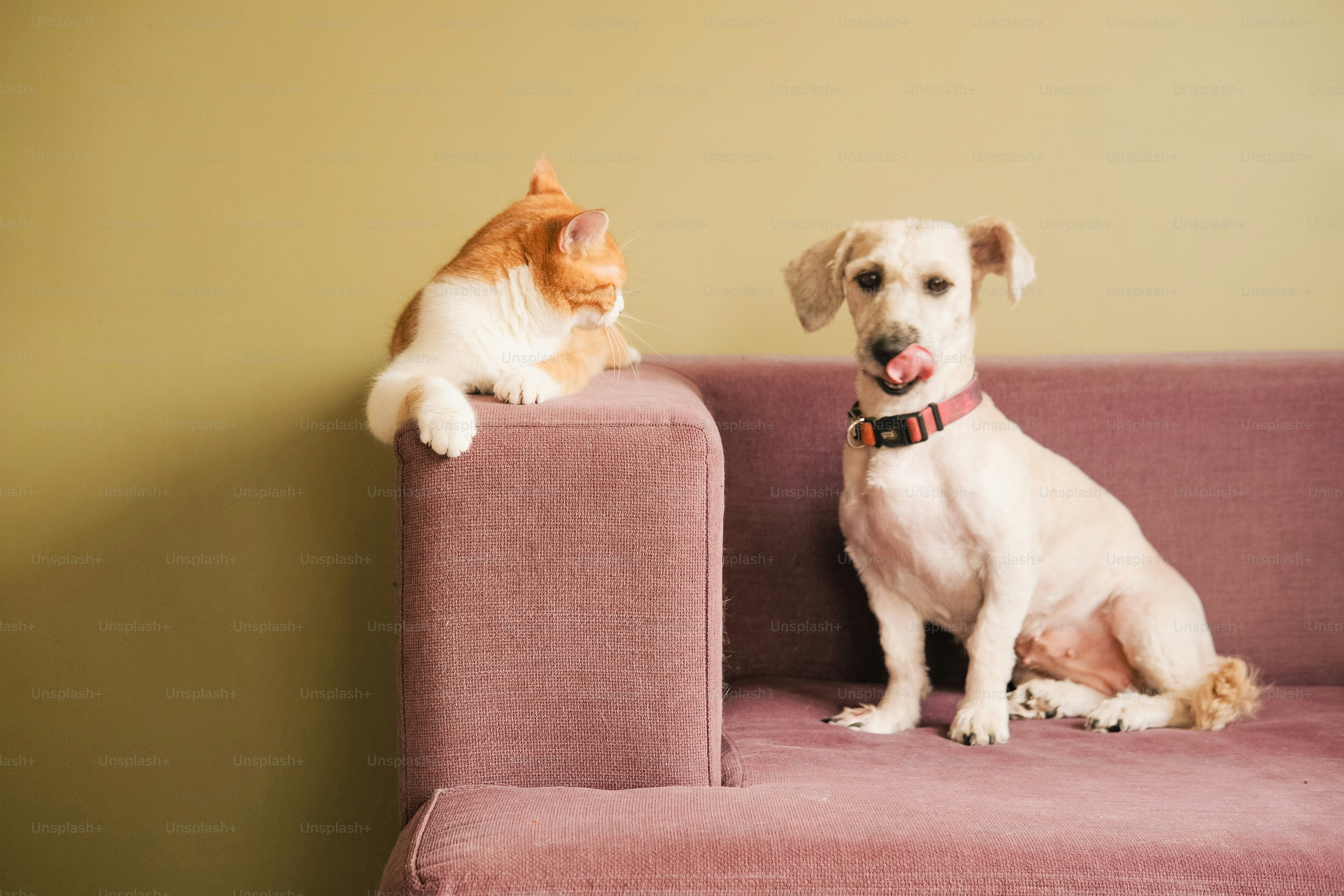 A dog and a cat sitting on a pink couch