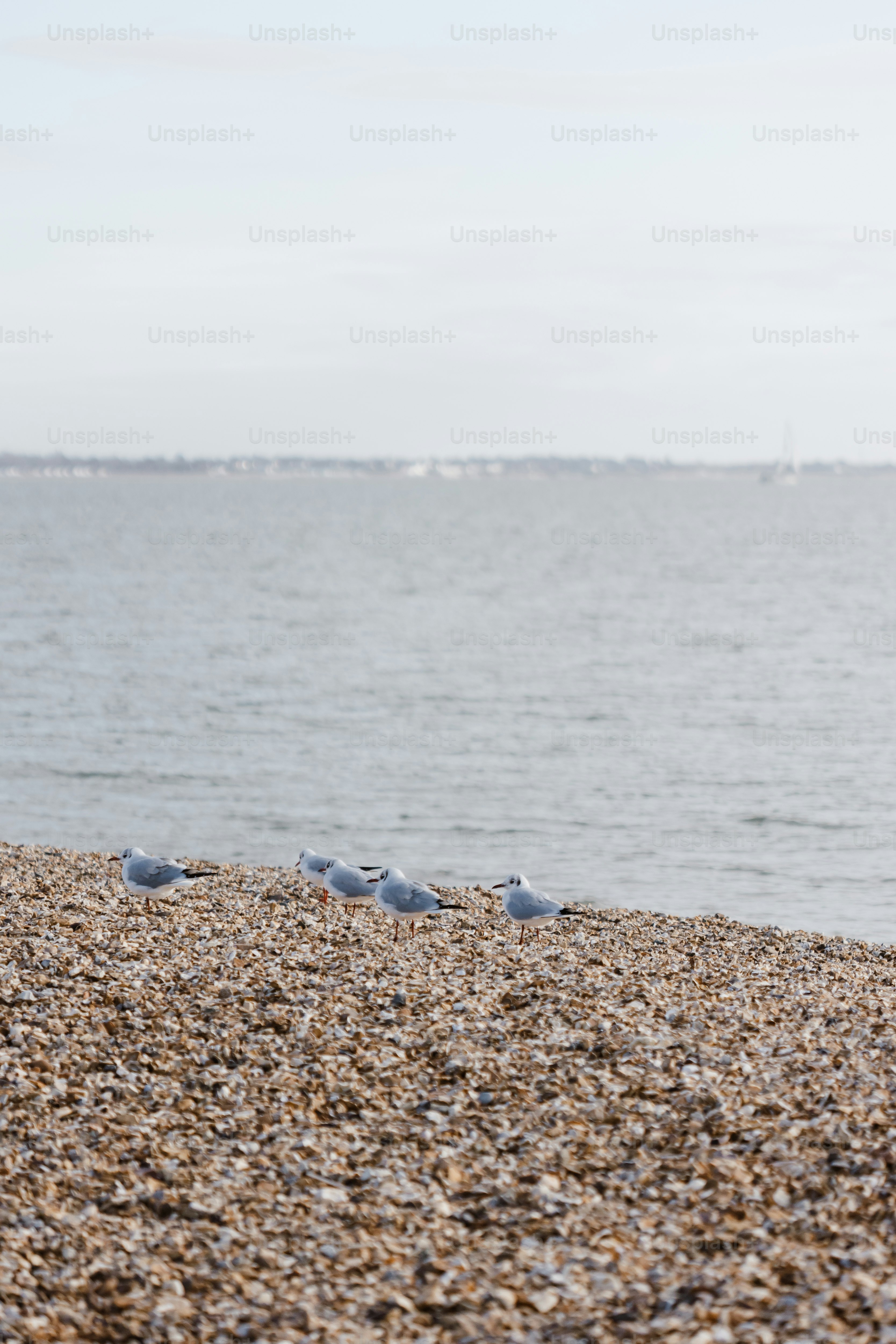 A flock of birds standing on top of a sandy beach photo – Beach Image ...