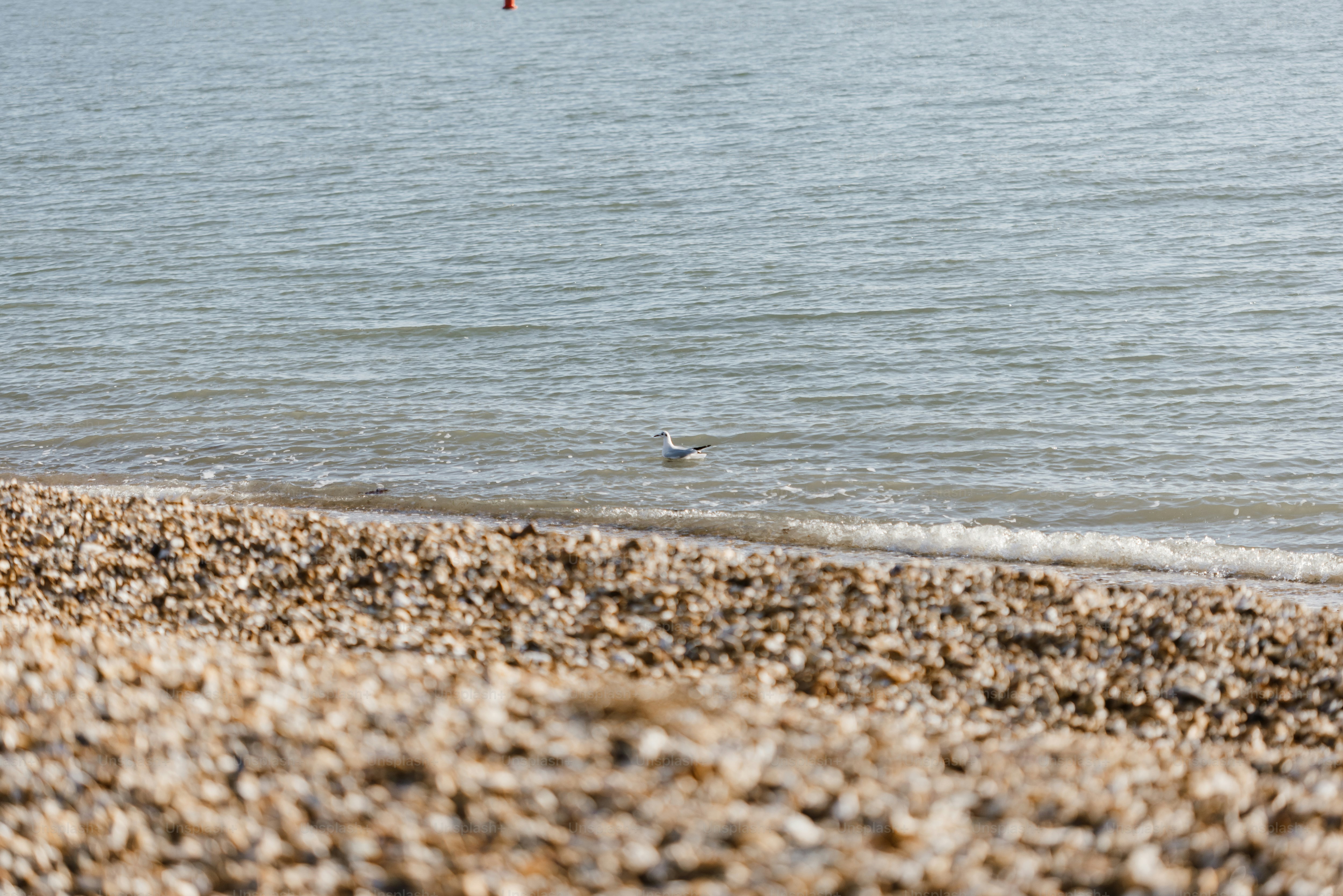 A kite that is flying over a body of water