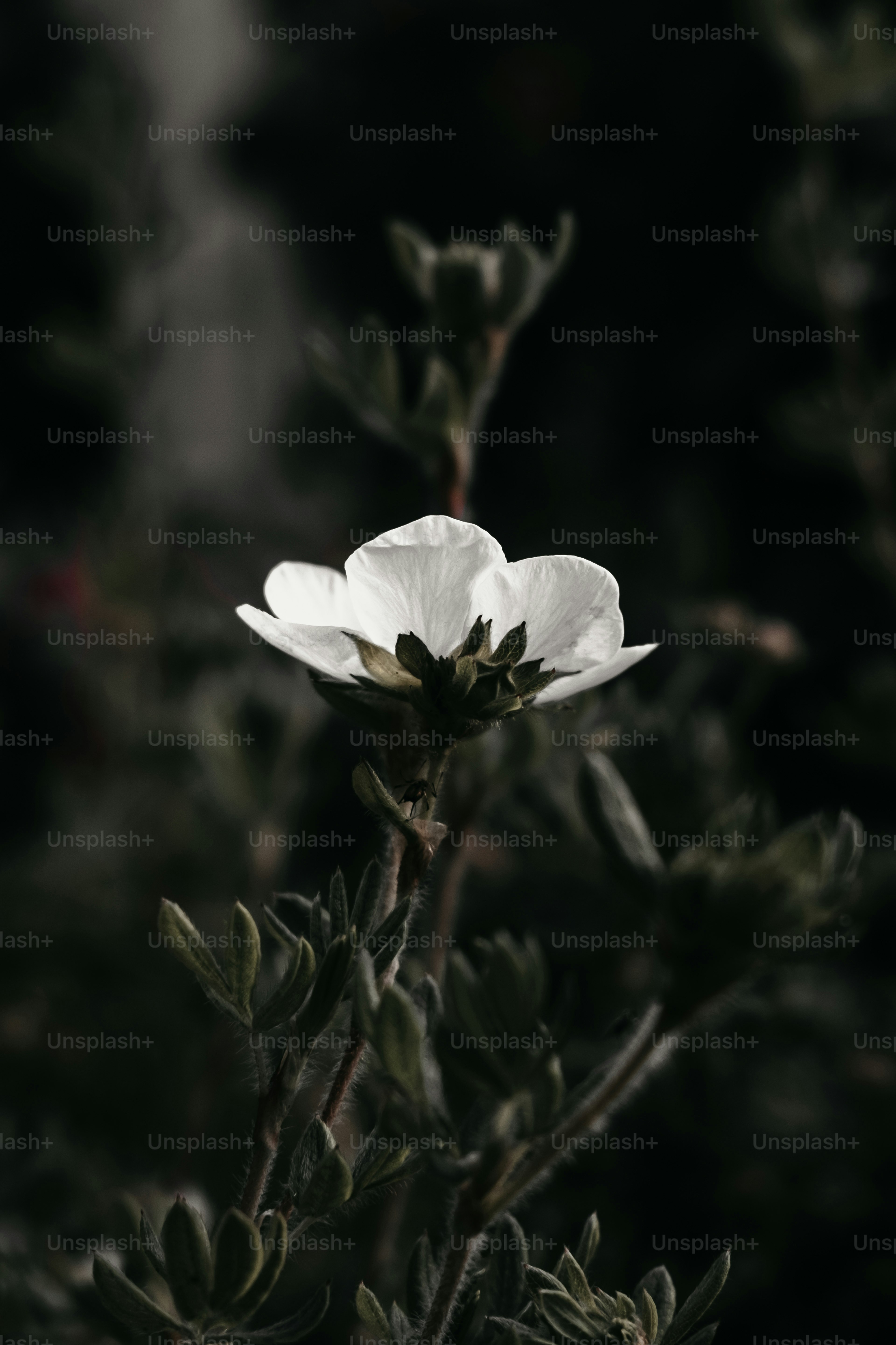 A white flower with a dark background