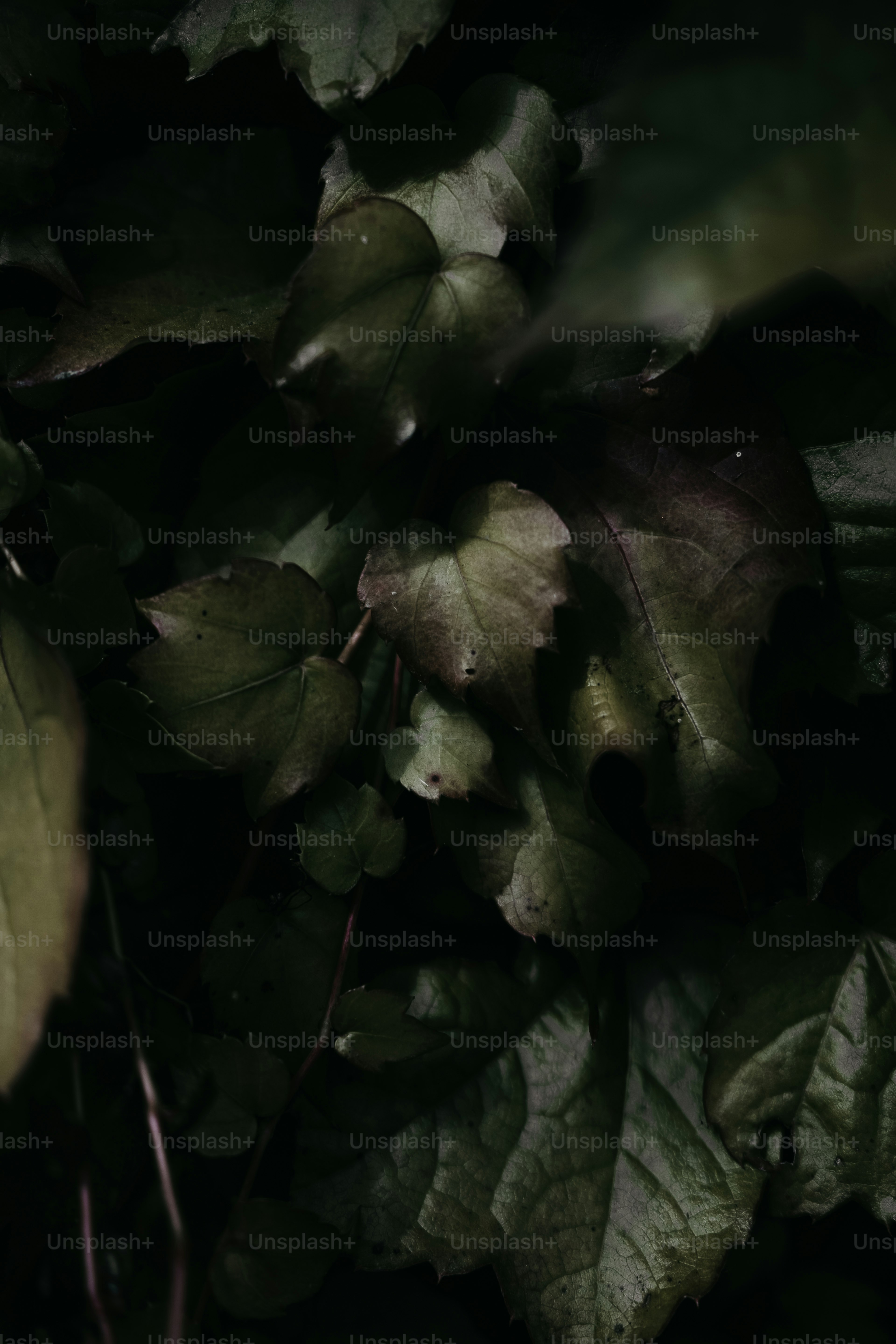 Um close-up de folhas em uma árvore