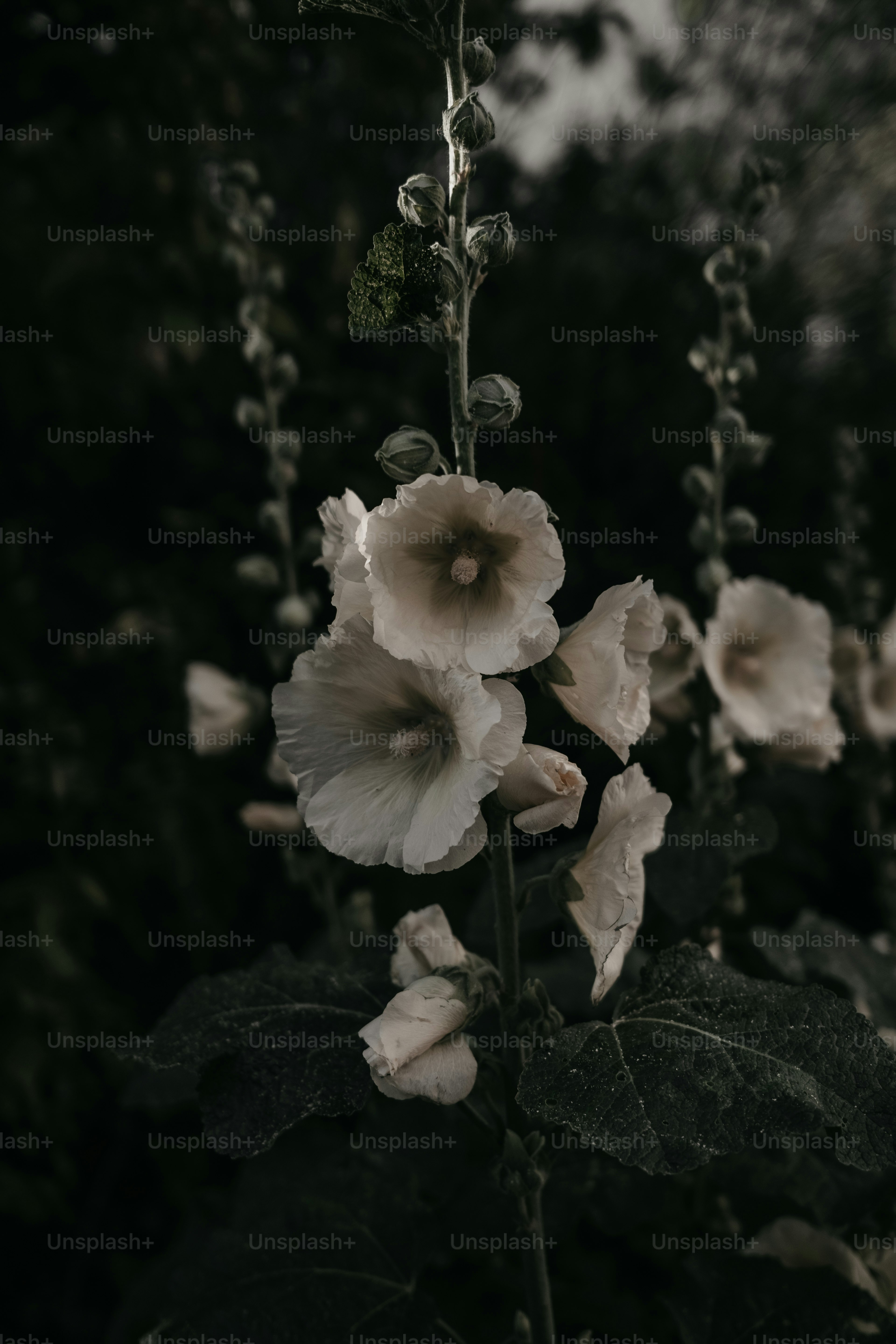 Ein Schwarz-Weiß-Foto einer Blume