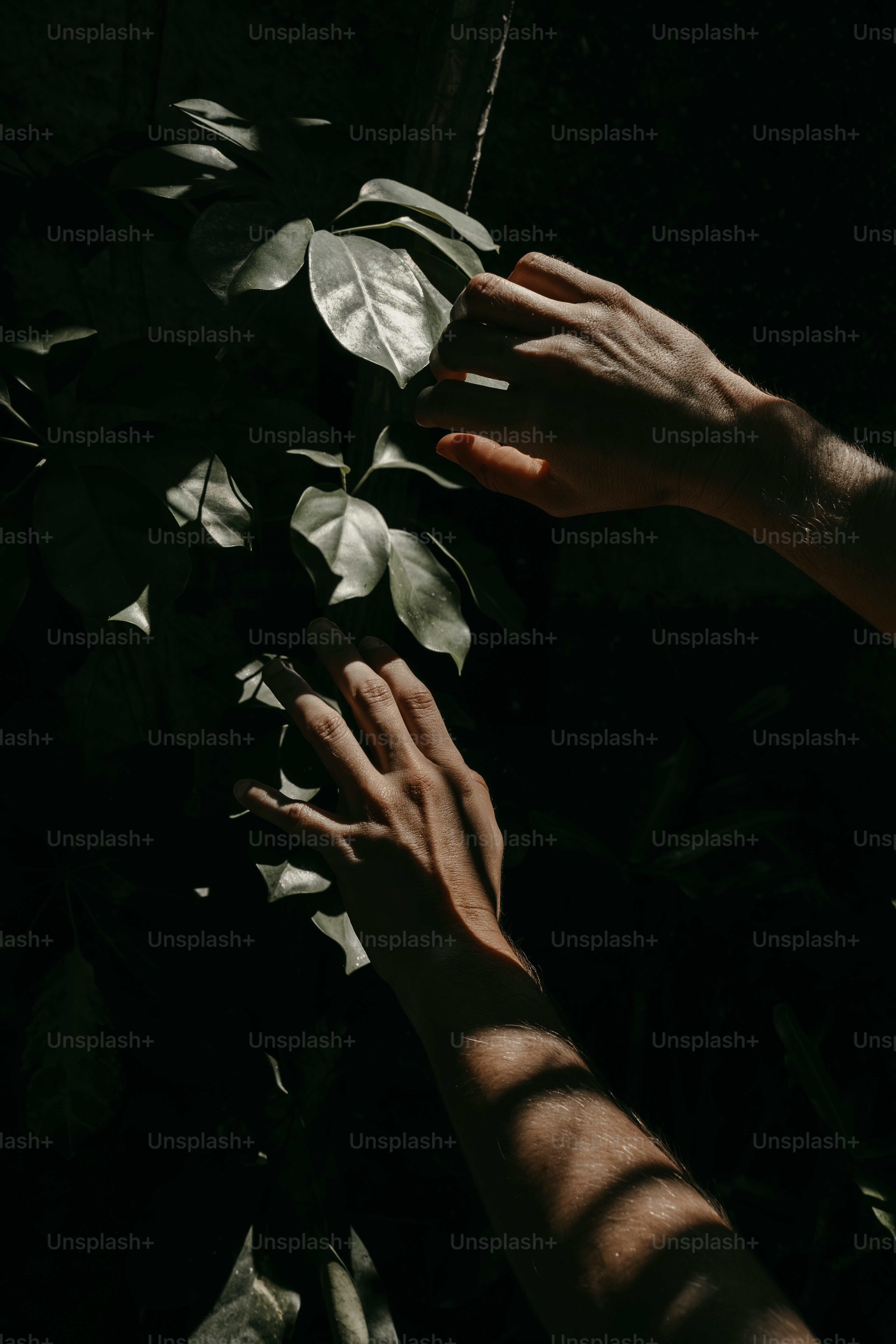 Two hands reaching for leaves on a tree