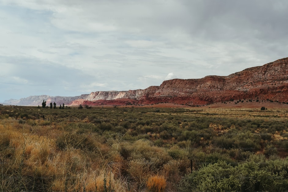 Oryx in New Mexico desert terrain