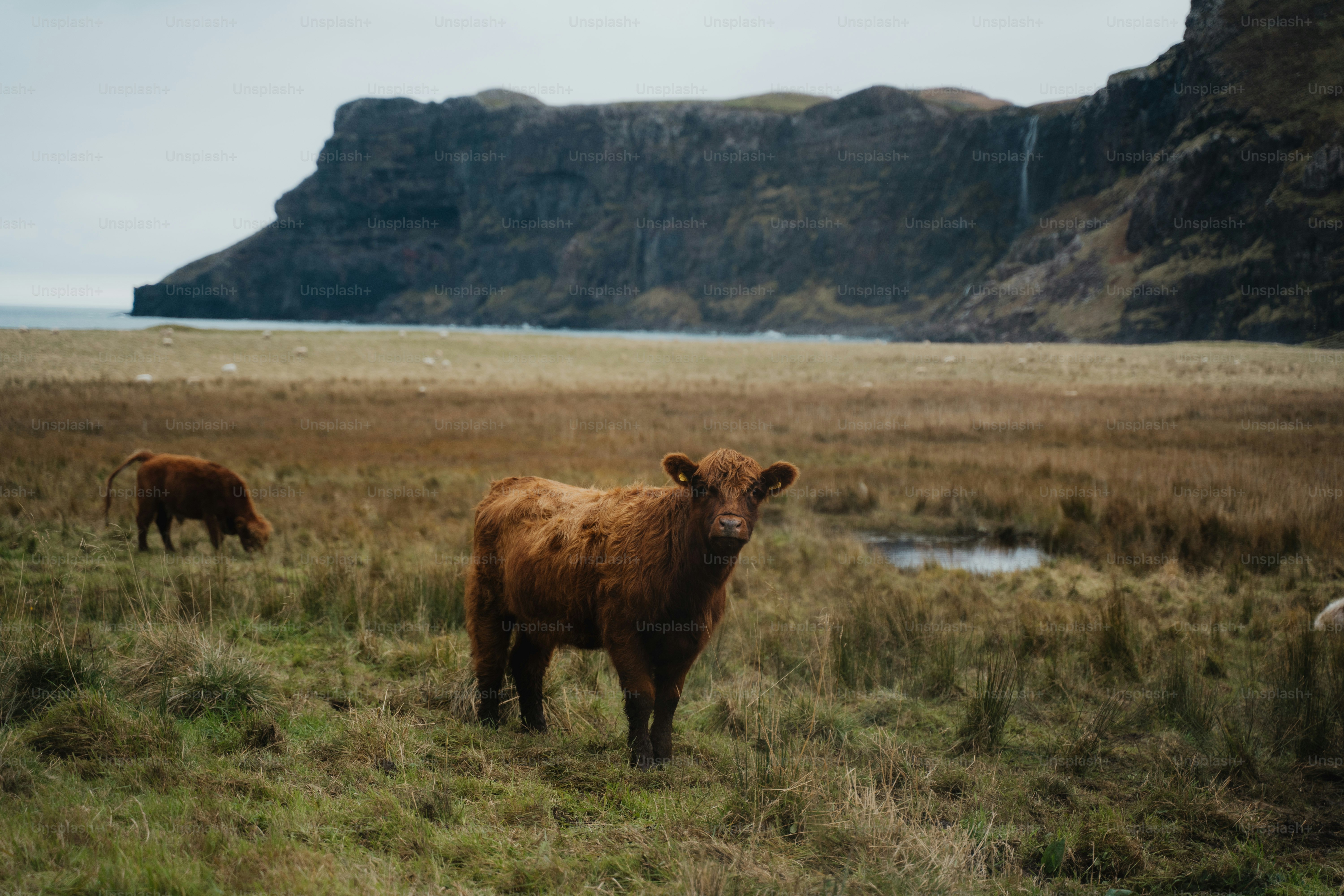 A couple of cows standing on top of a grass covered field