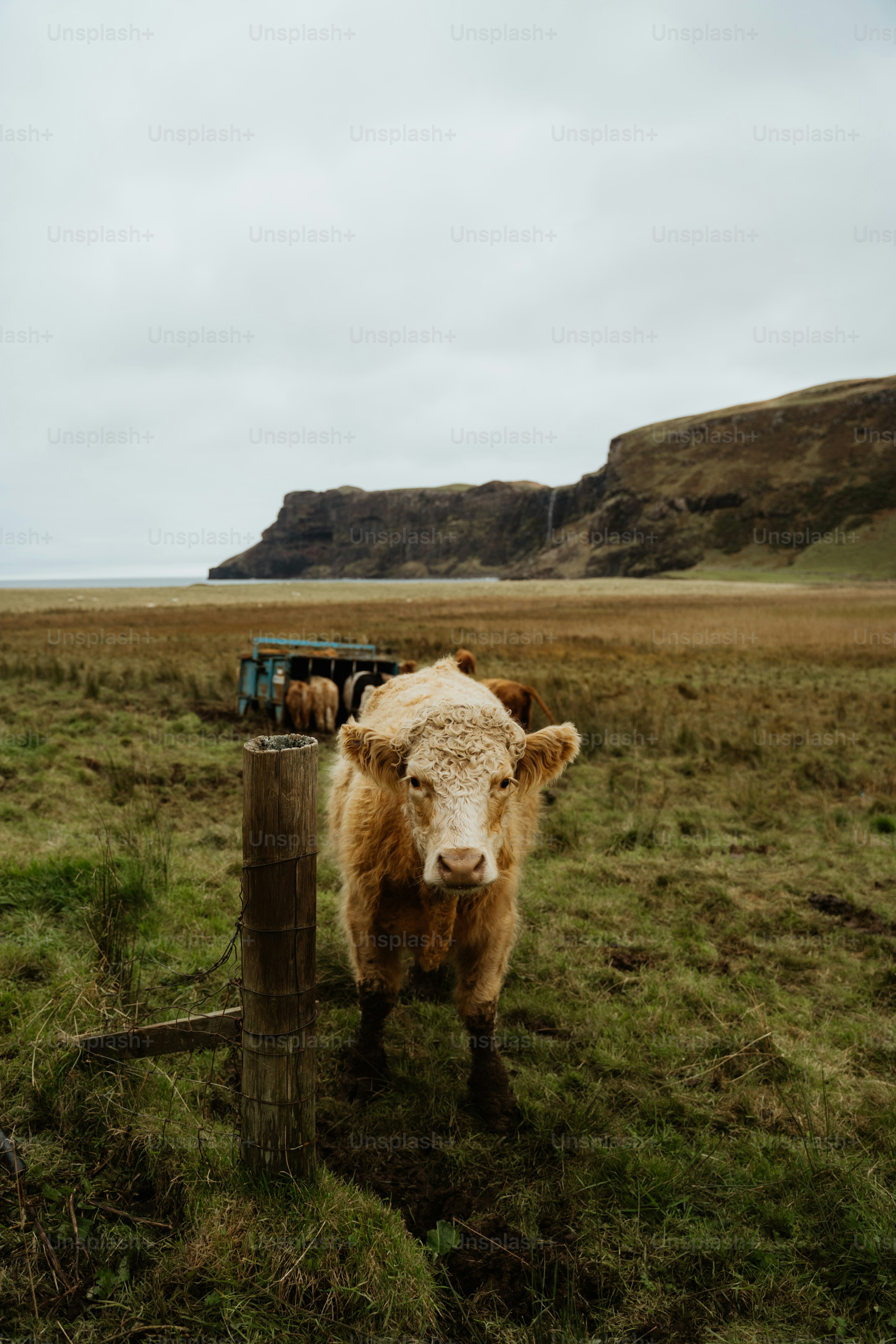 A cow standing in a field next to a fence