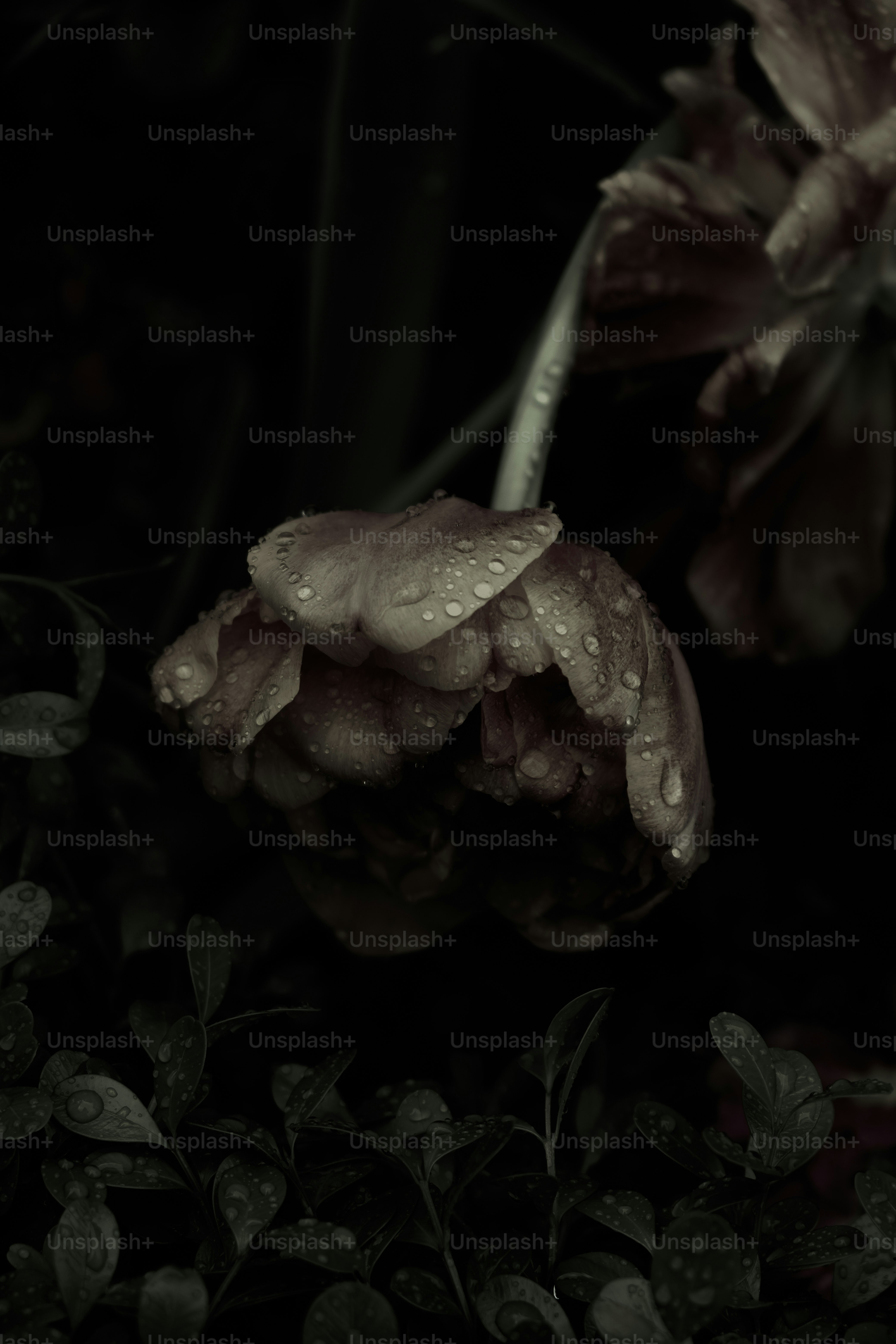 Une photo en noir et blanc d’une fleur