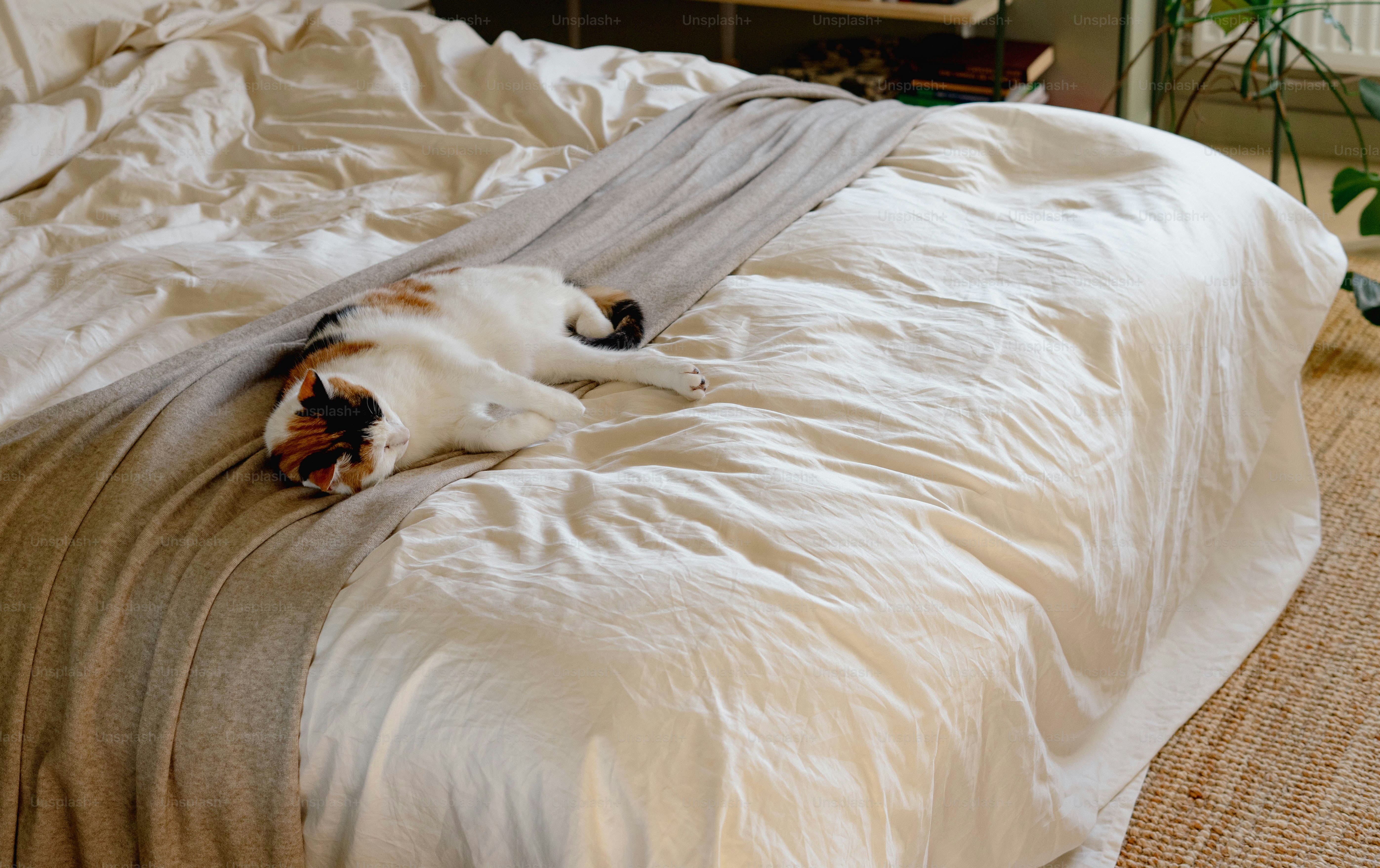 premium_photo-1732017764675-8f2ba842d448?ixid=M3wxMjA3fDB8MXxzZWFyY2h8MTN8fHNsZWVwJTIwYmV0dGVyJTIwd2l0aCUyMGRlcmlsYXxlbnwwfHx8fDE3NTc2OTAwNjZ8MA\u0026ixlib=rb-4.1.0