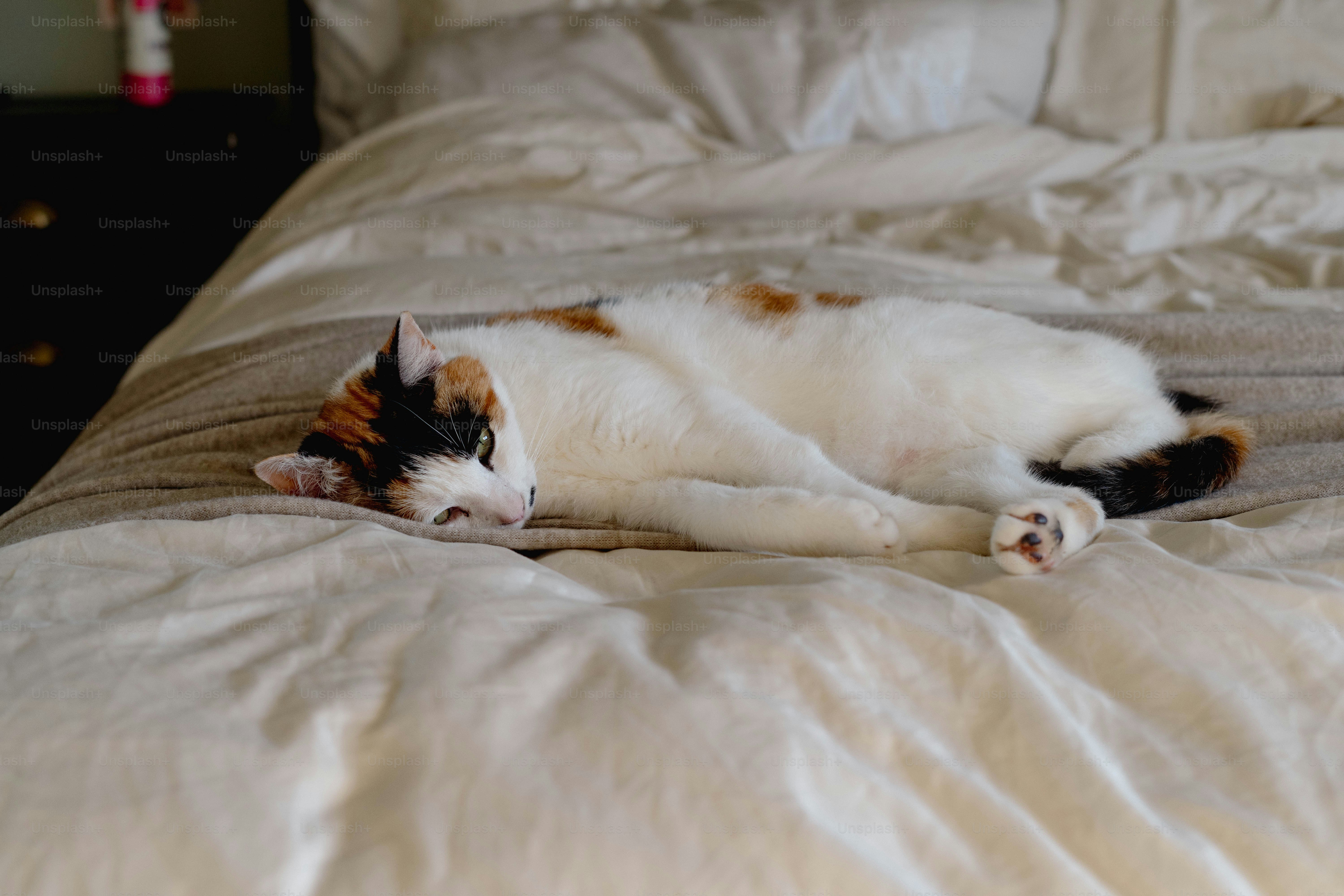 A cat laying on a bed with white sheets