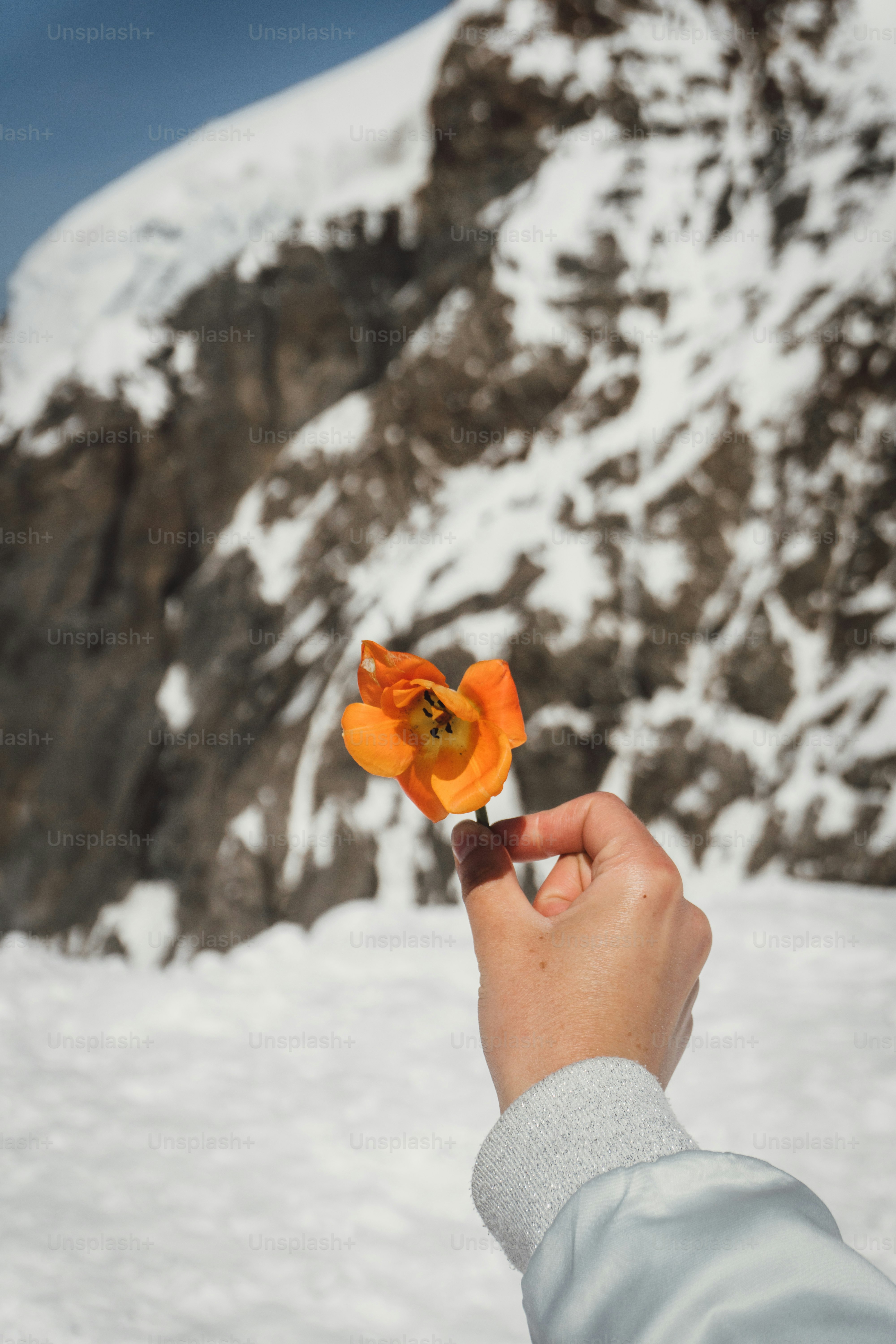 Una persona sosteniendo una flor frente a una montaña