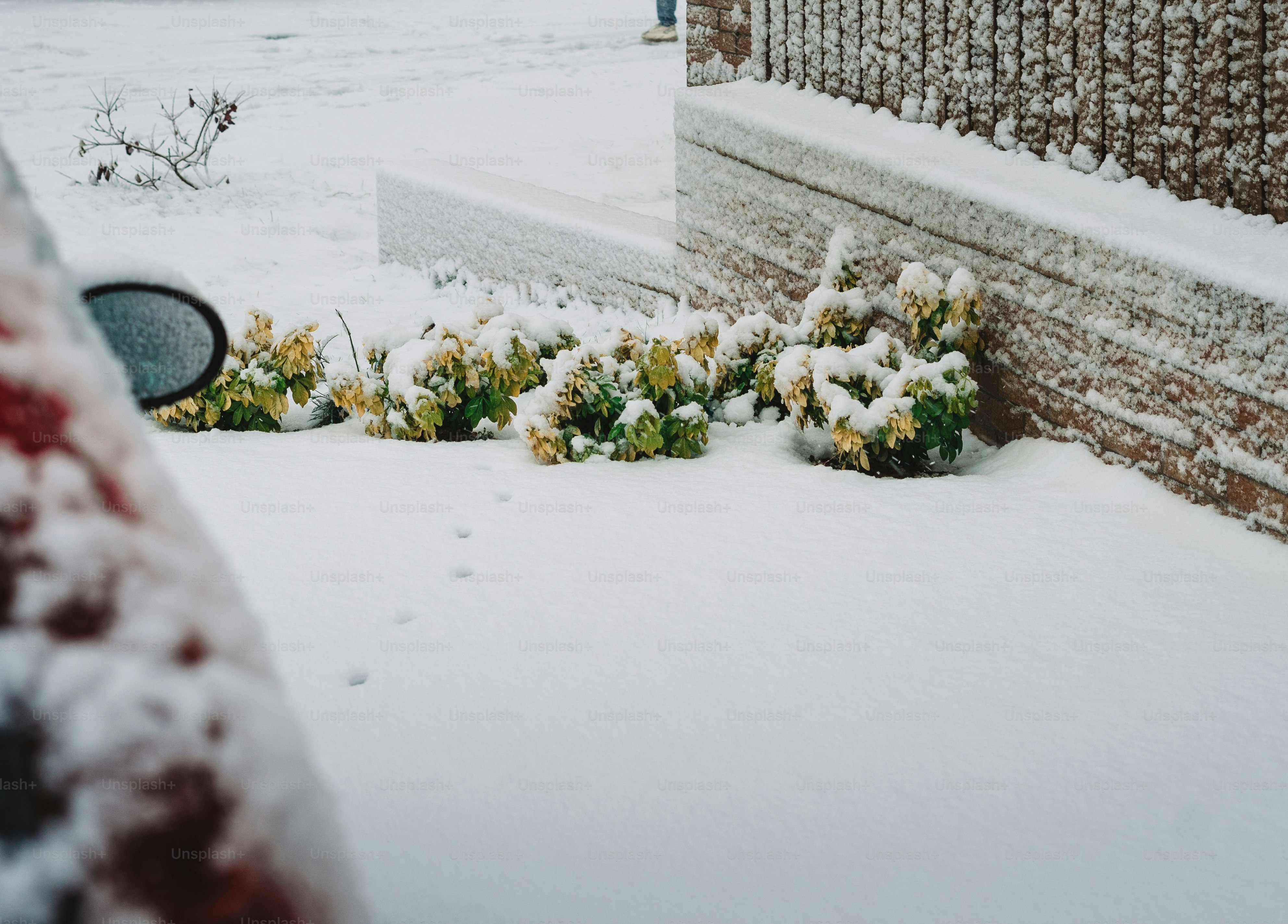 A bunch of flowers that are in the snow