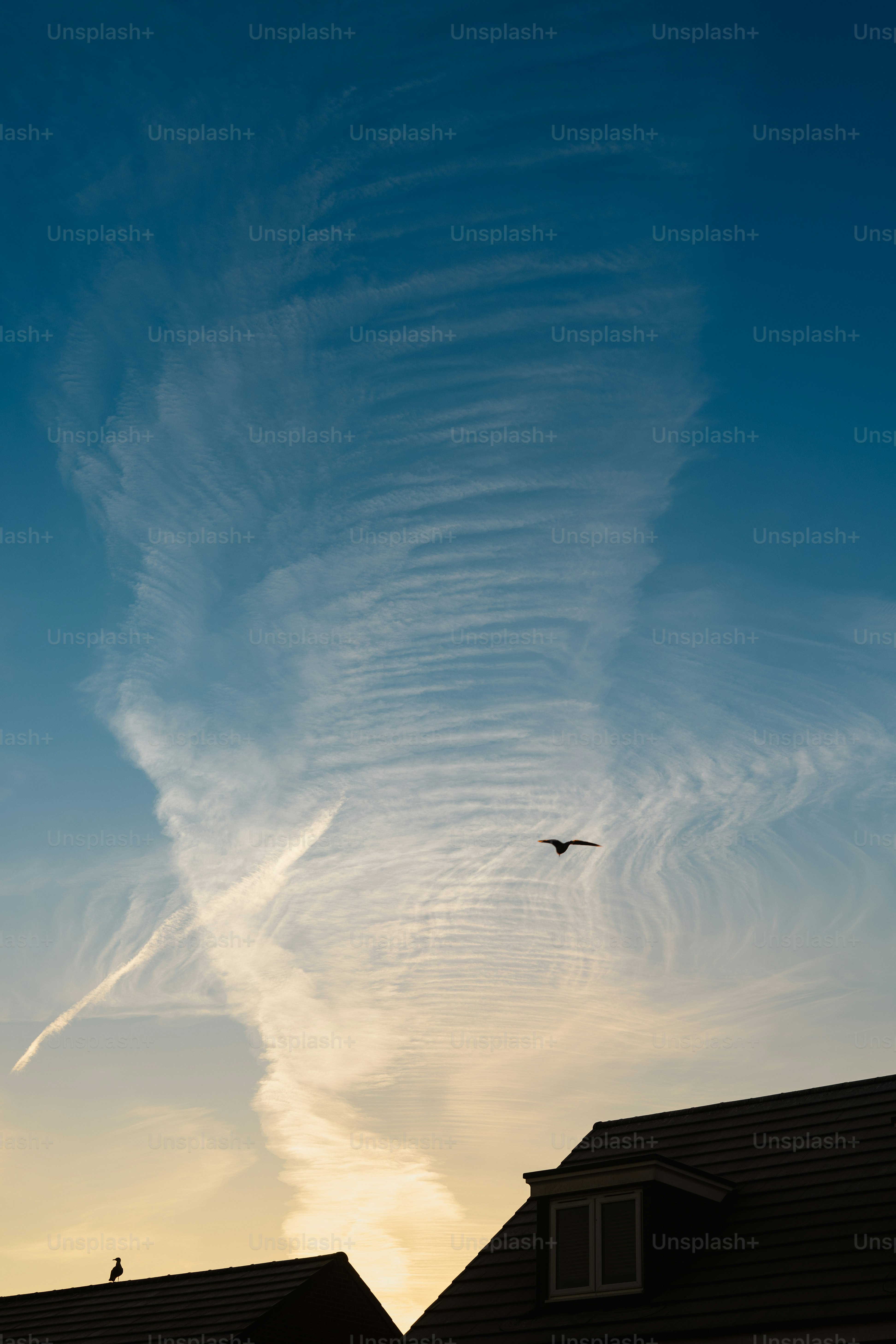 A bird is flying in the sky over some houses