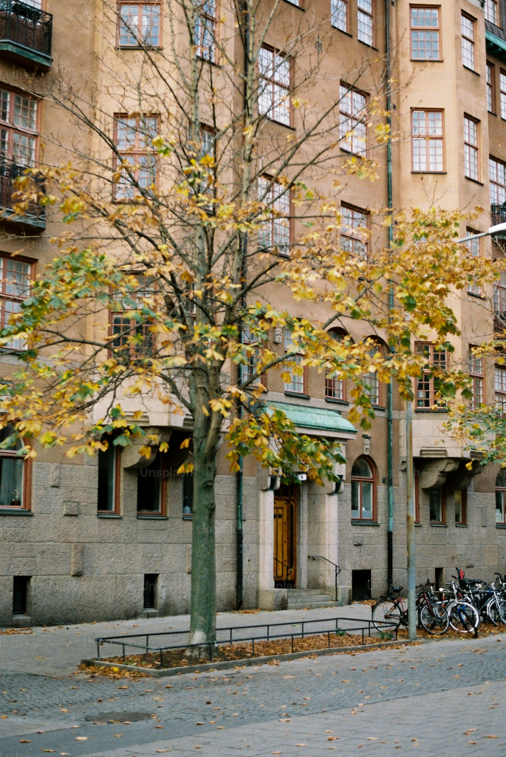 A tree with yellow leaves in front of a building