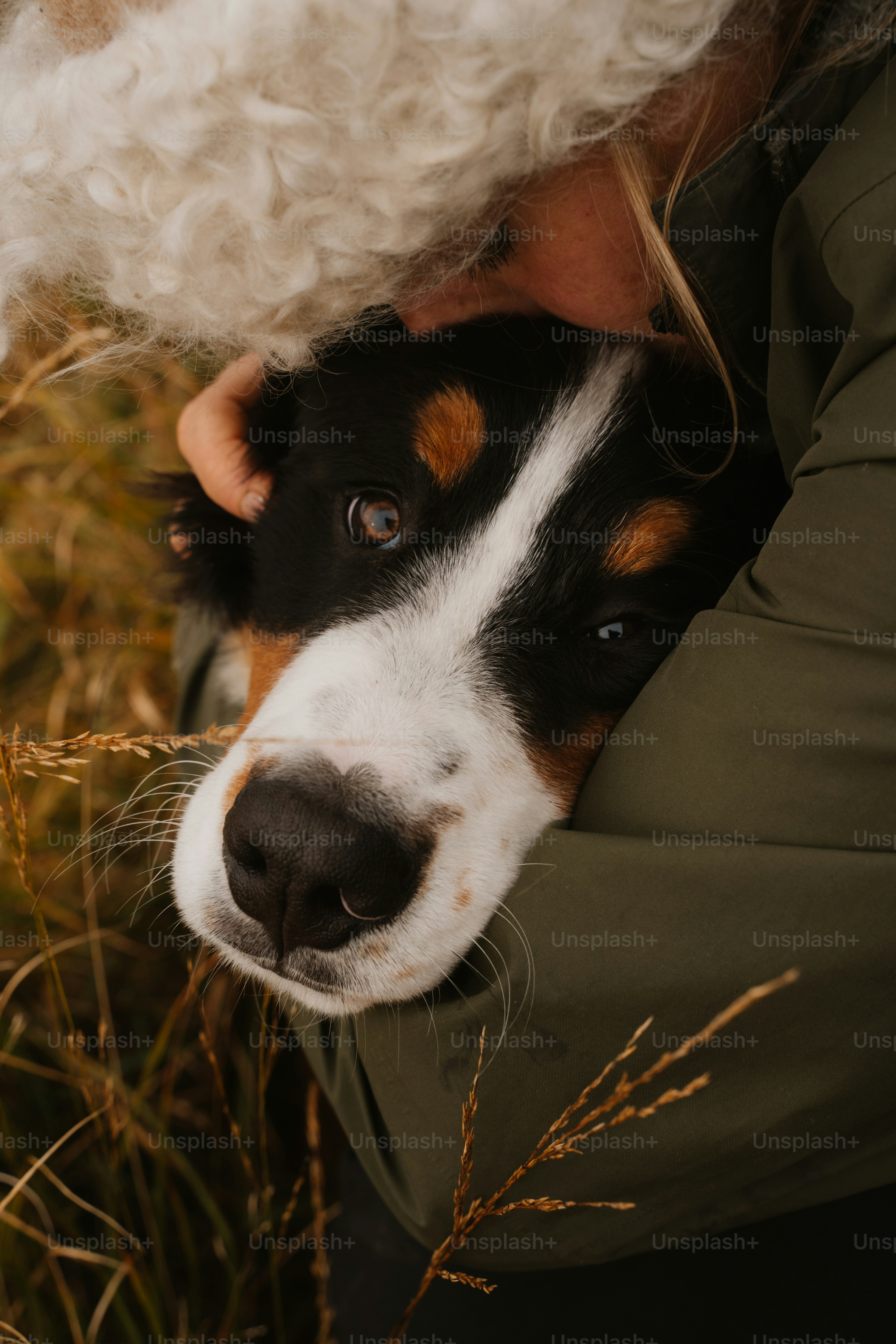 A dog is being hugged by a person in a field