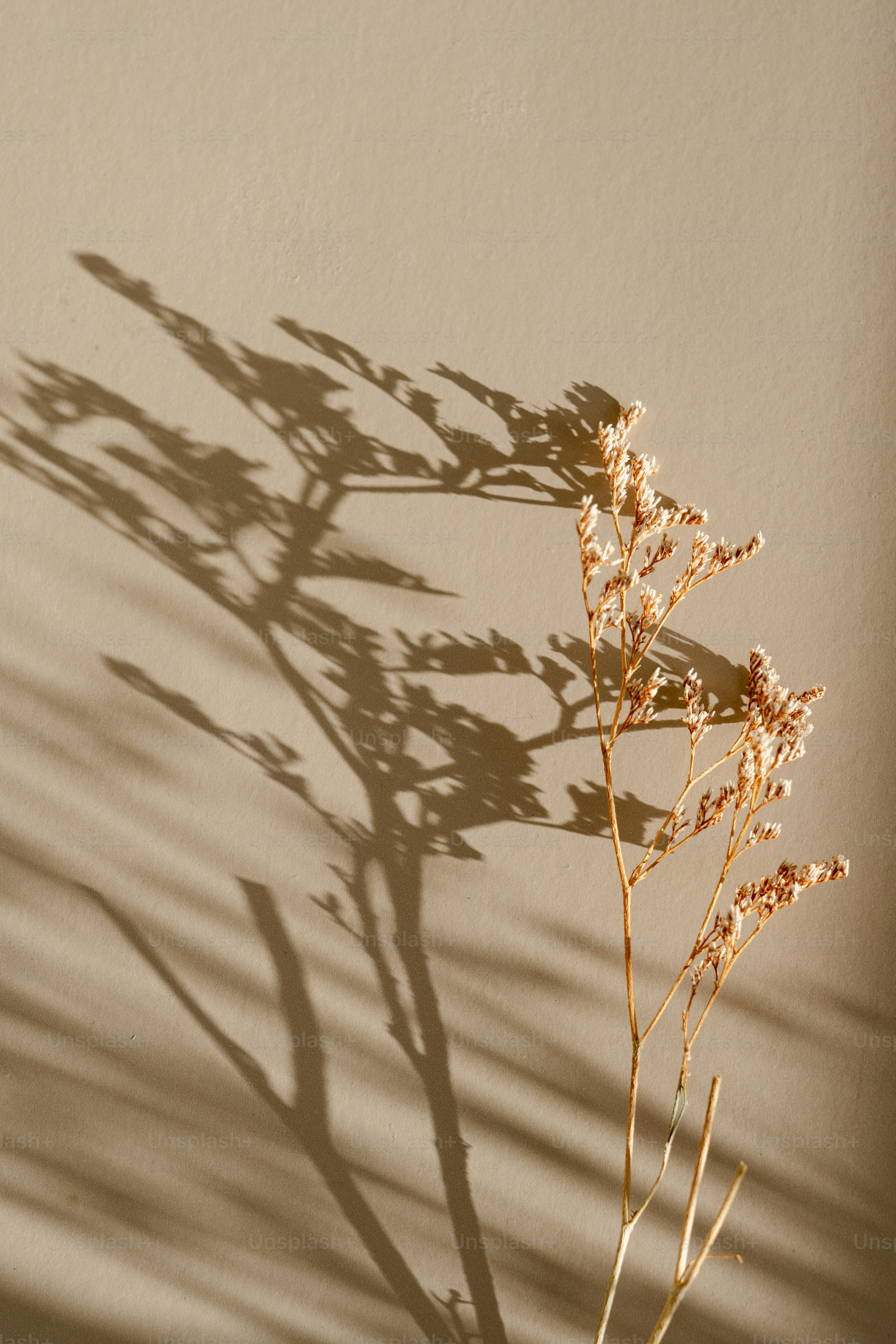 A plant casting a shadow on a wall