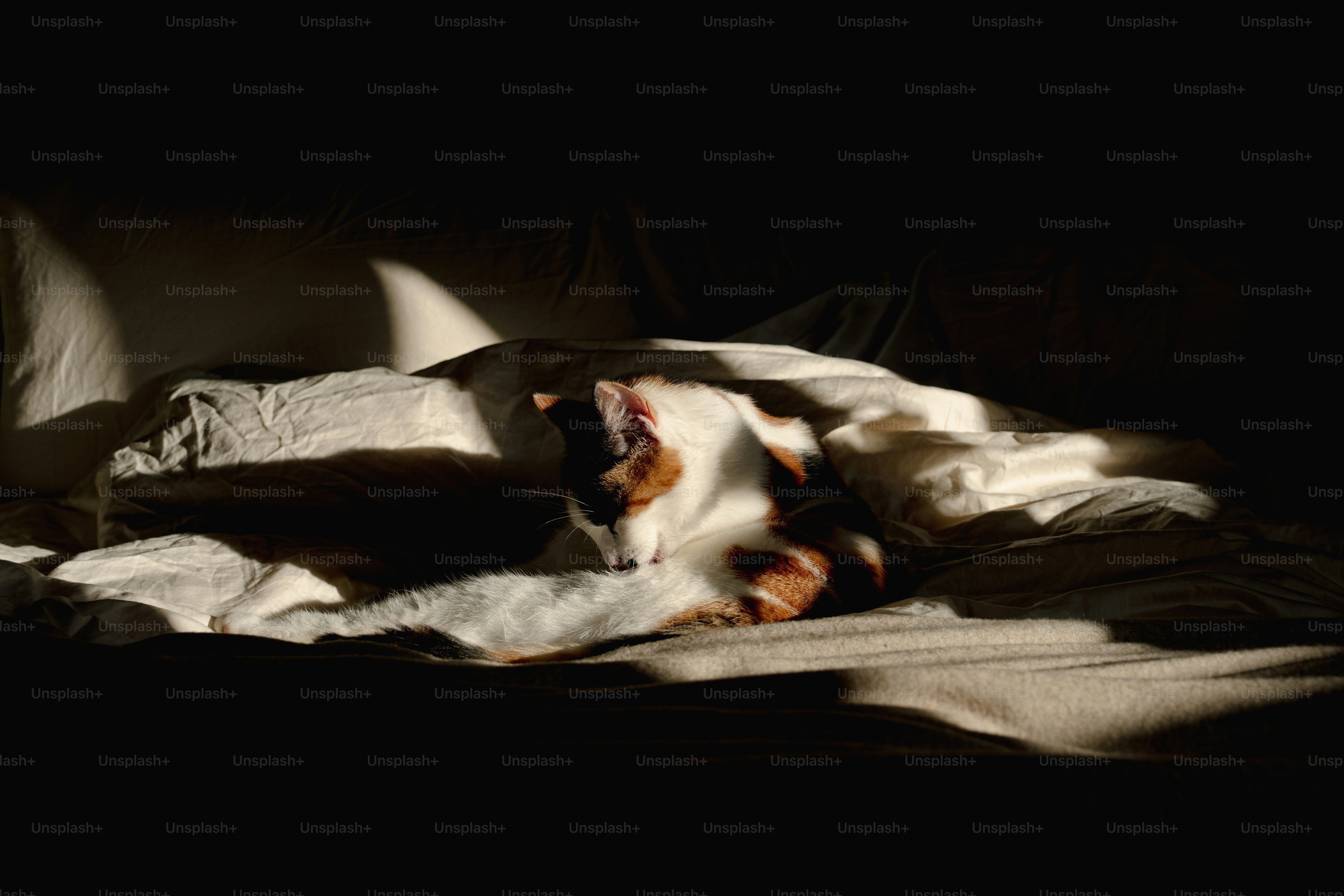 A dog laying on a bed in a dark room