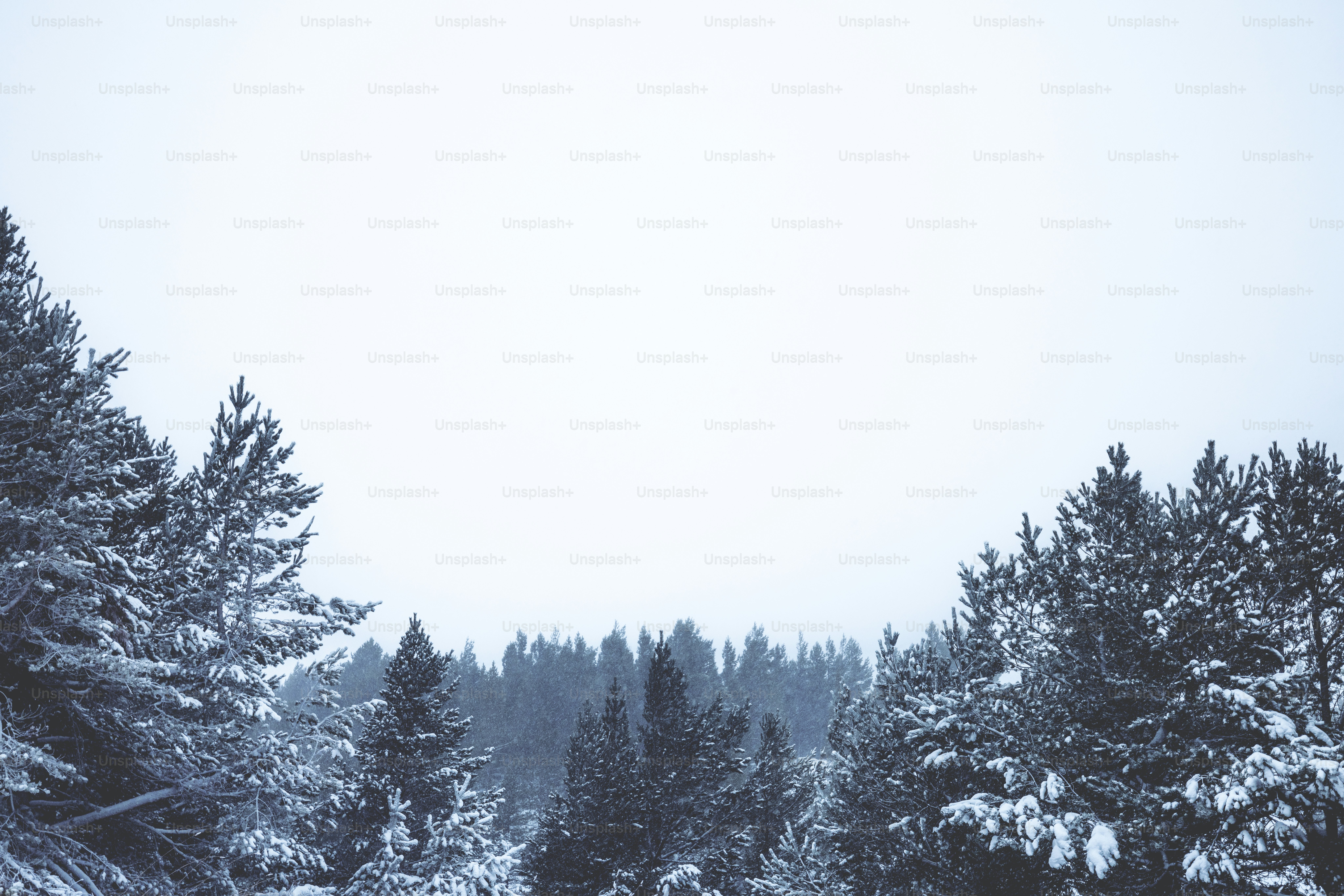 A snow covered forest filled with lots of trees