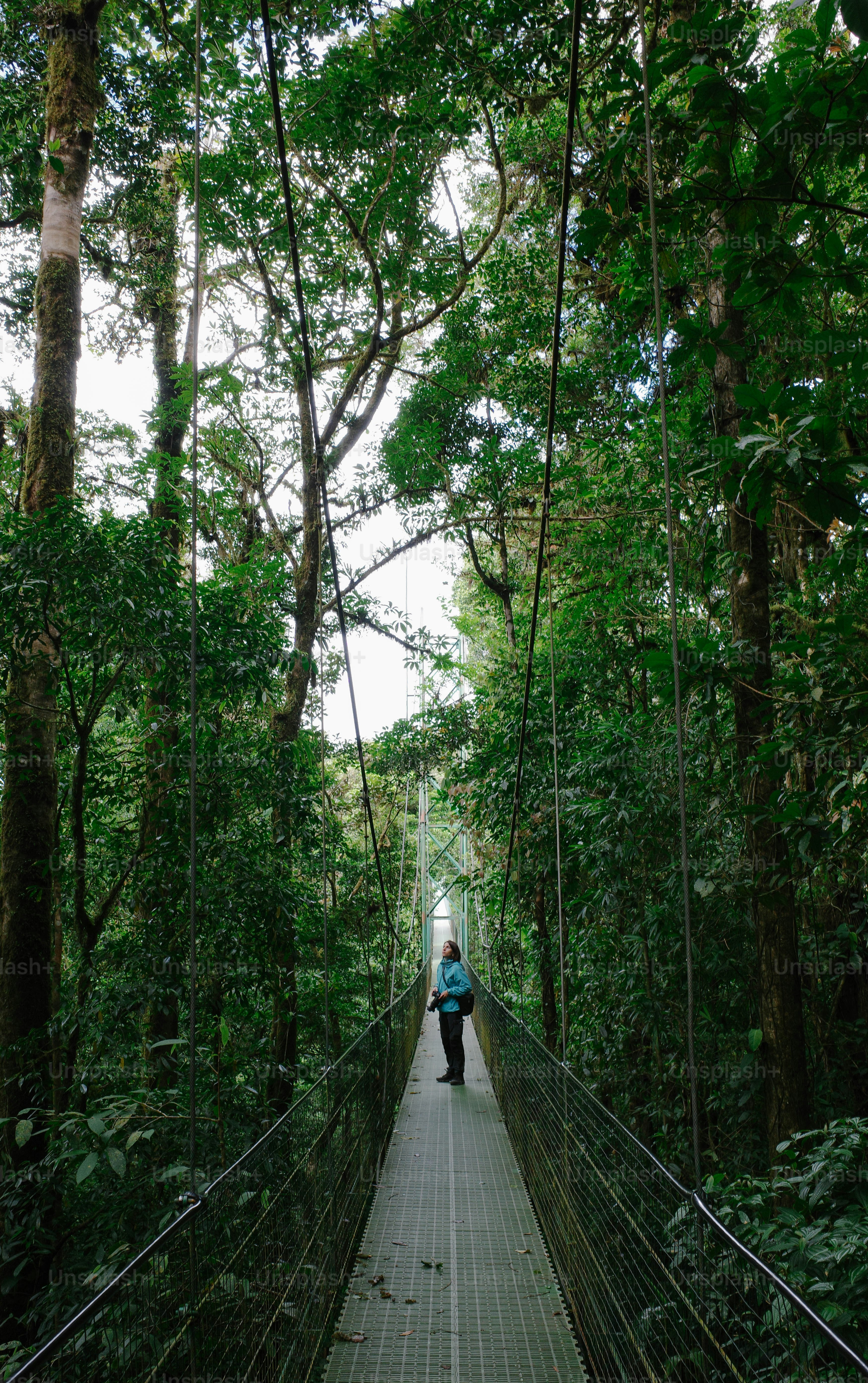 Seseorang berjalan melintasi jembatan gantung di hutan