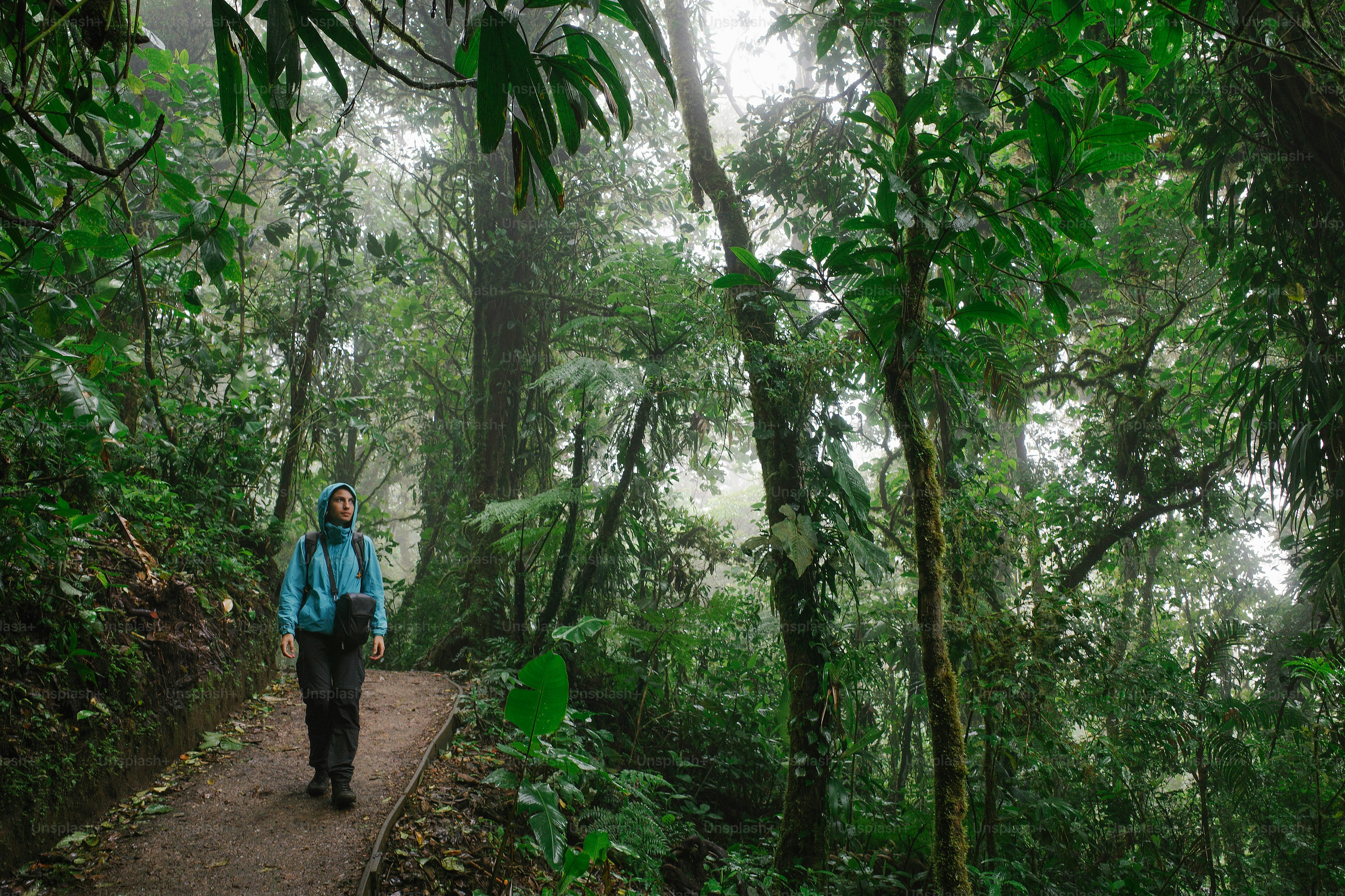 Amazon Expedition - Dense rainforest exploration