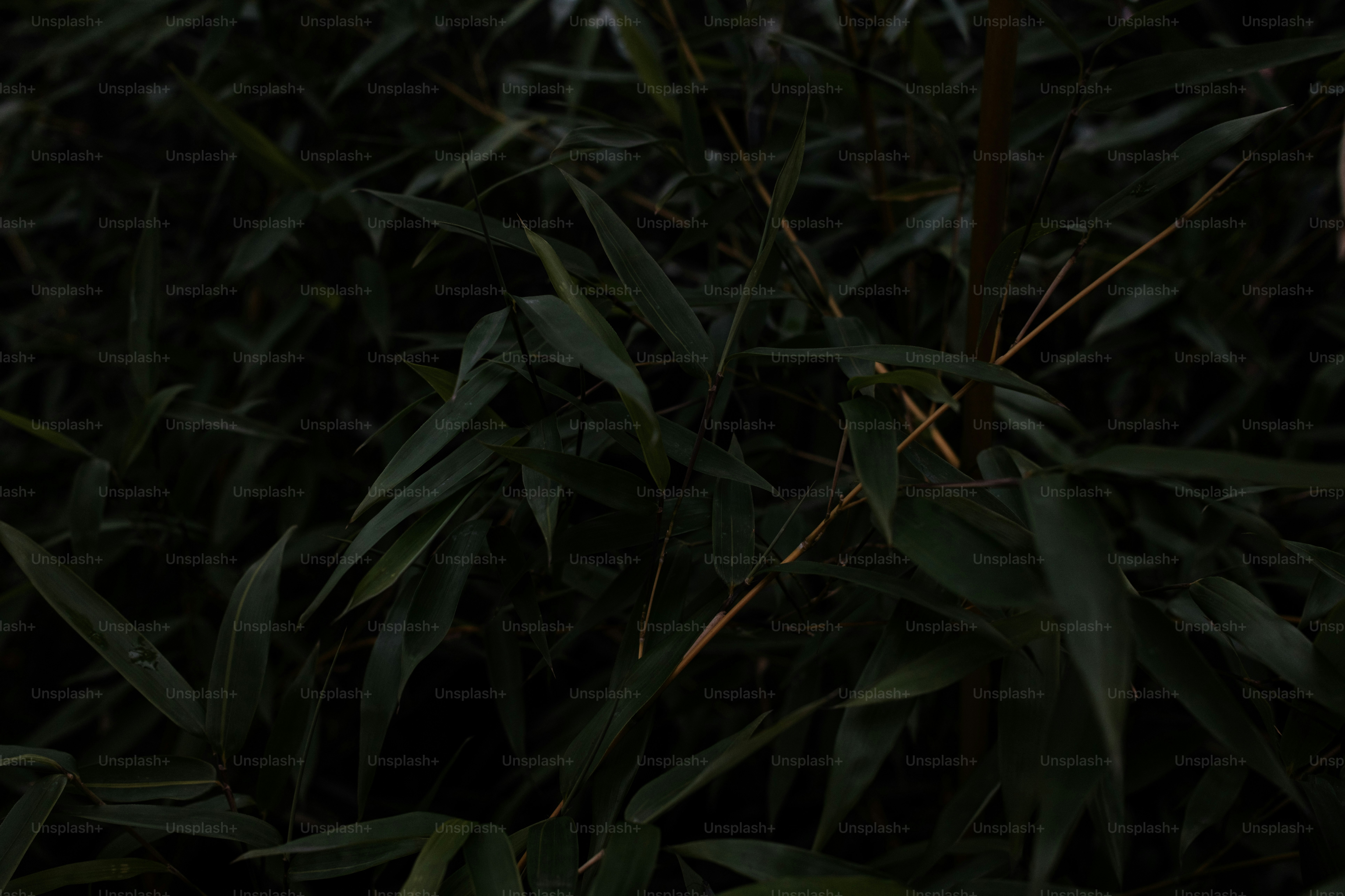 premium_photo-1732806739373-7344c5542821