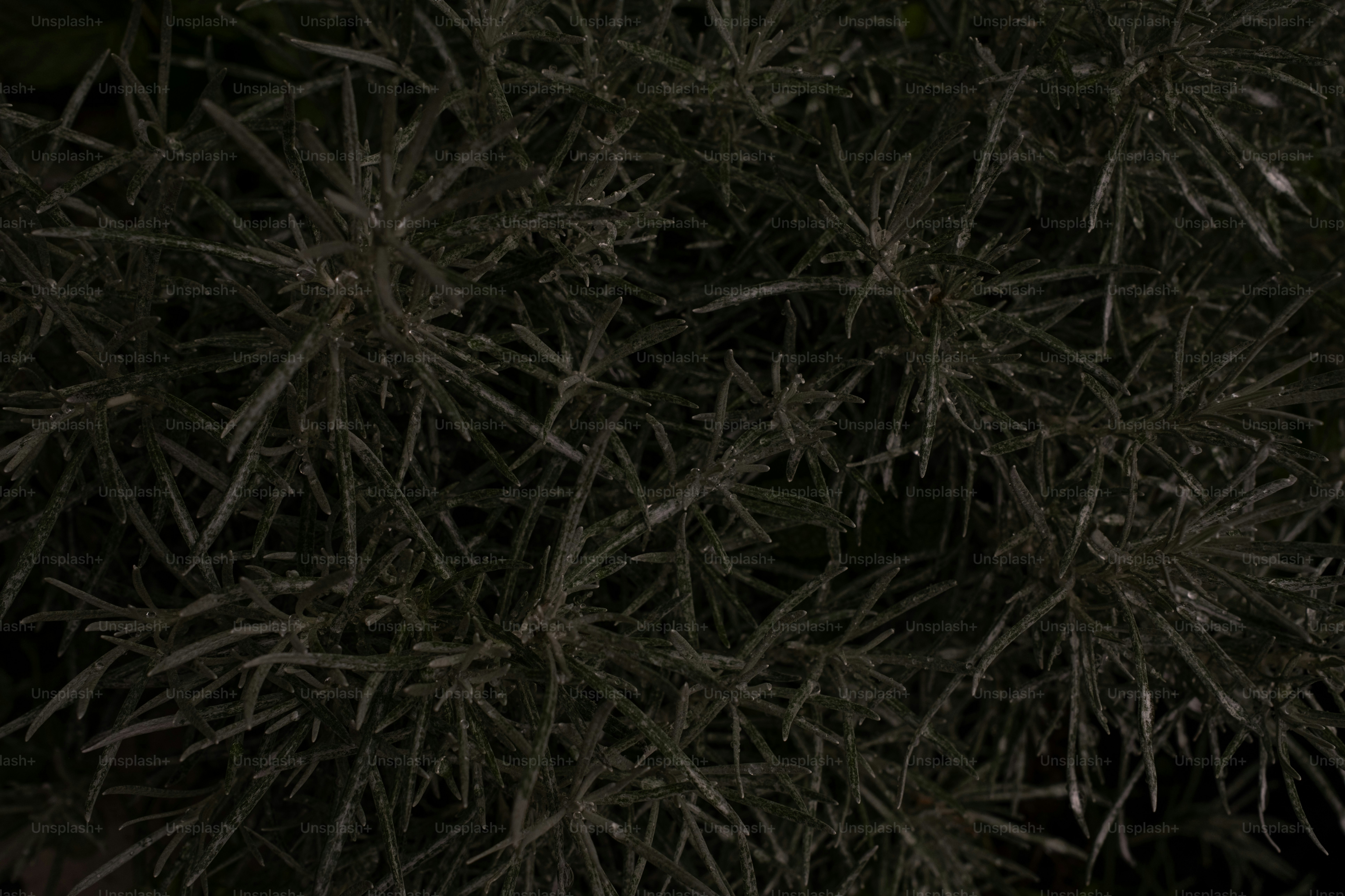 A black and white photo of a tree at night