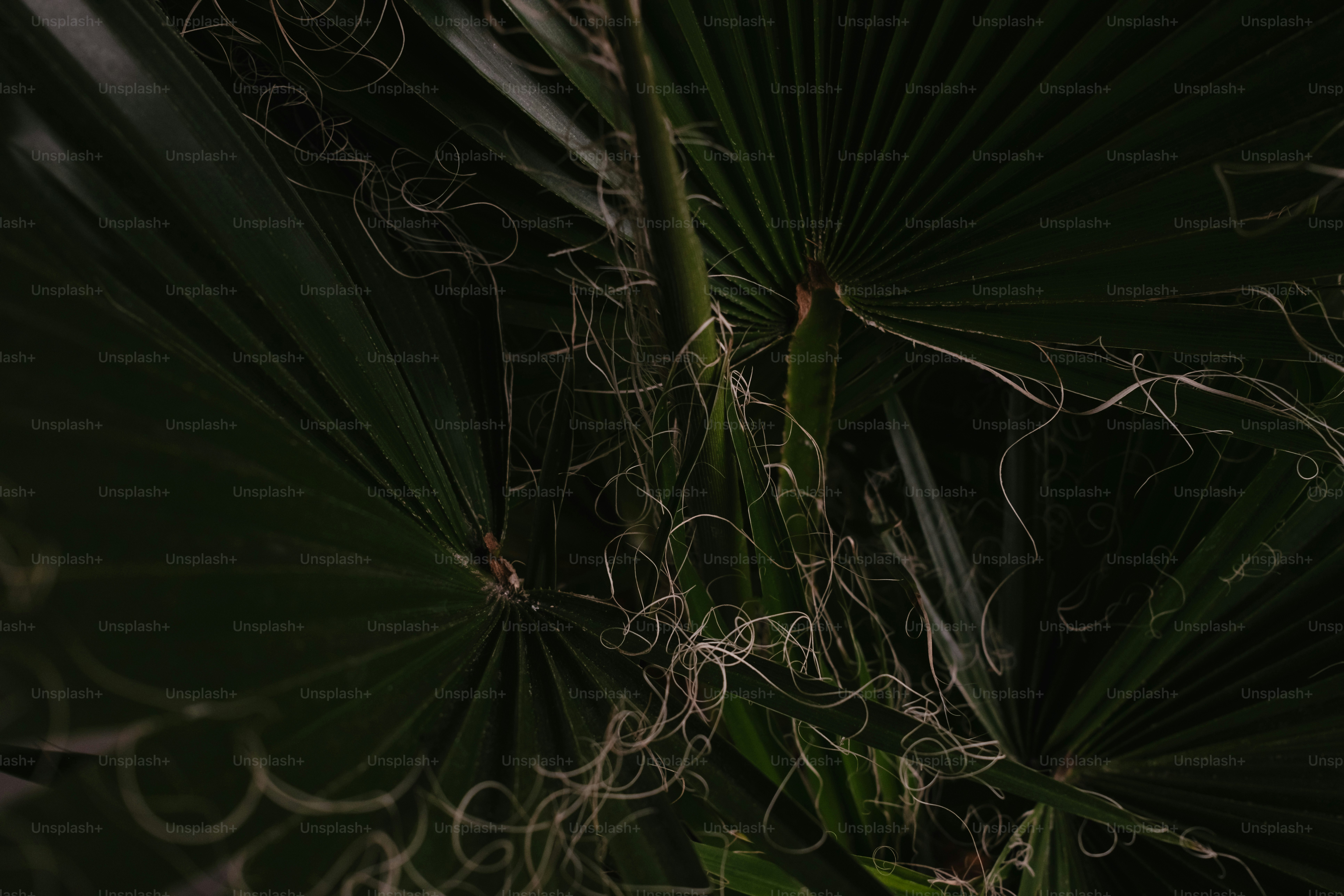 A close up of a palm tree with lots of leaves