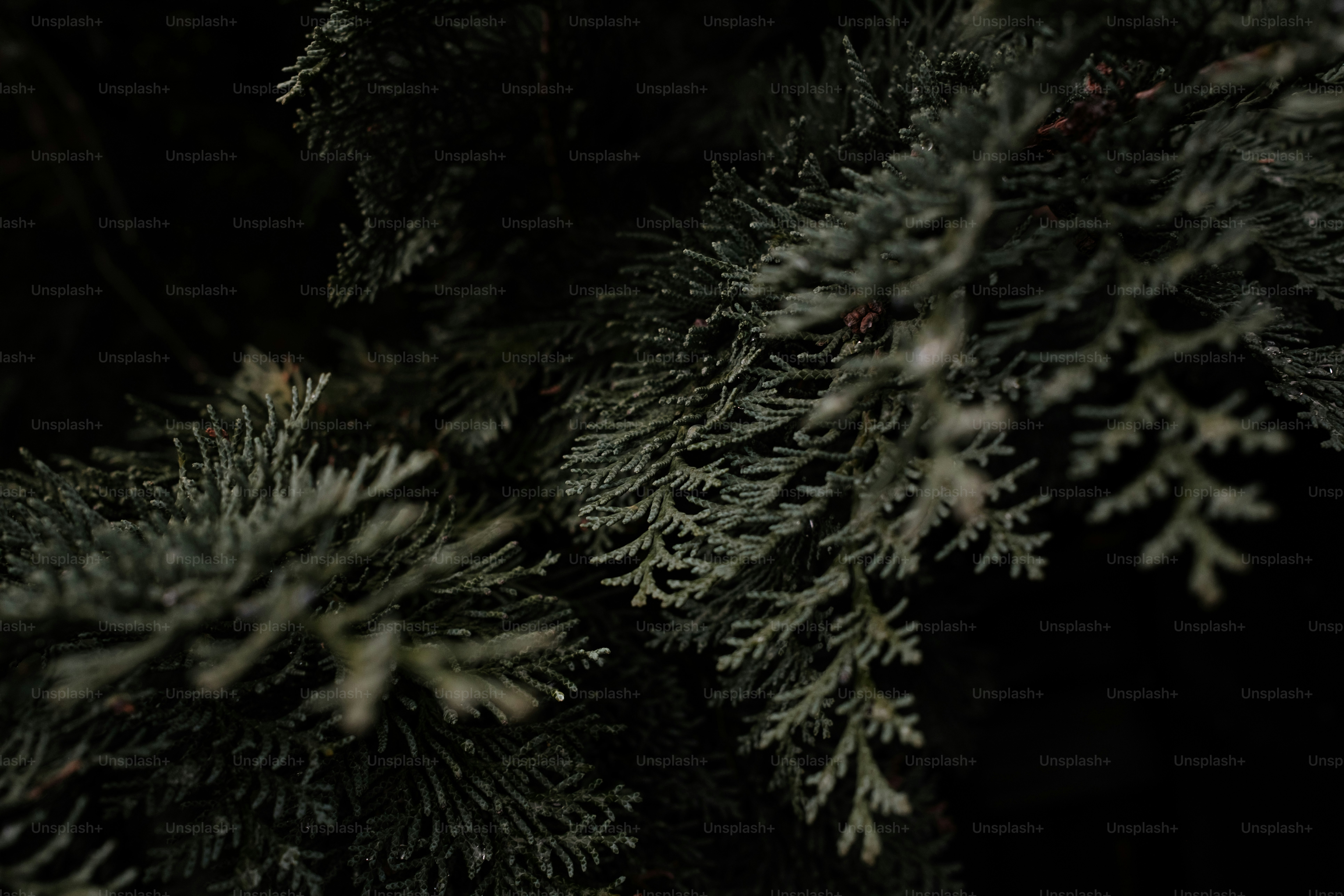 A close up of a pine tree in the dark